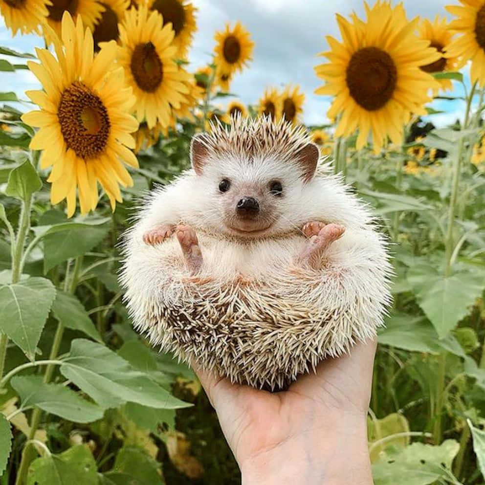 Lindos erizos en campo de girasoles Fondos de pantalla
