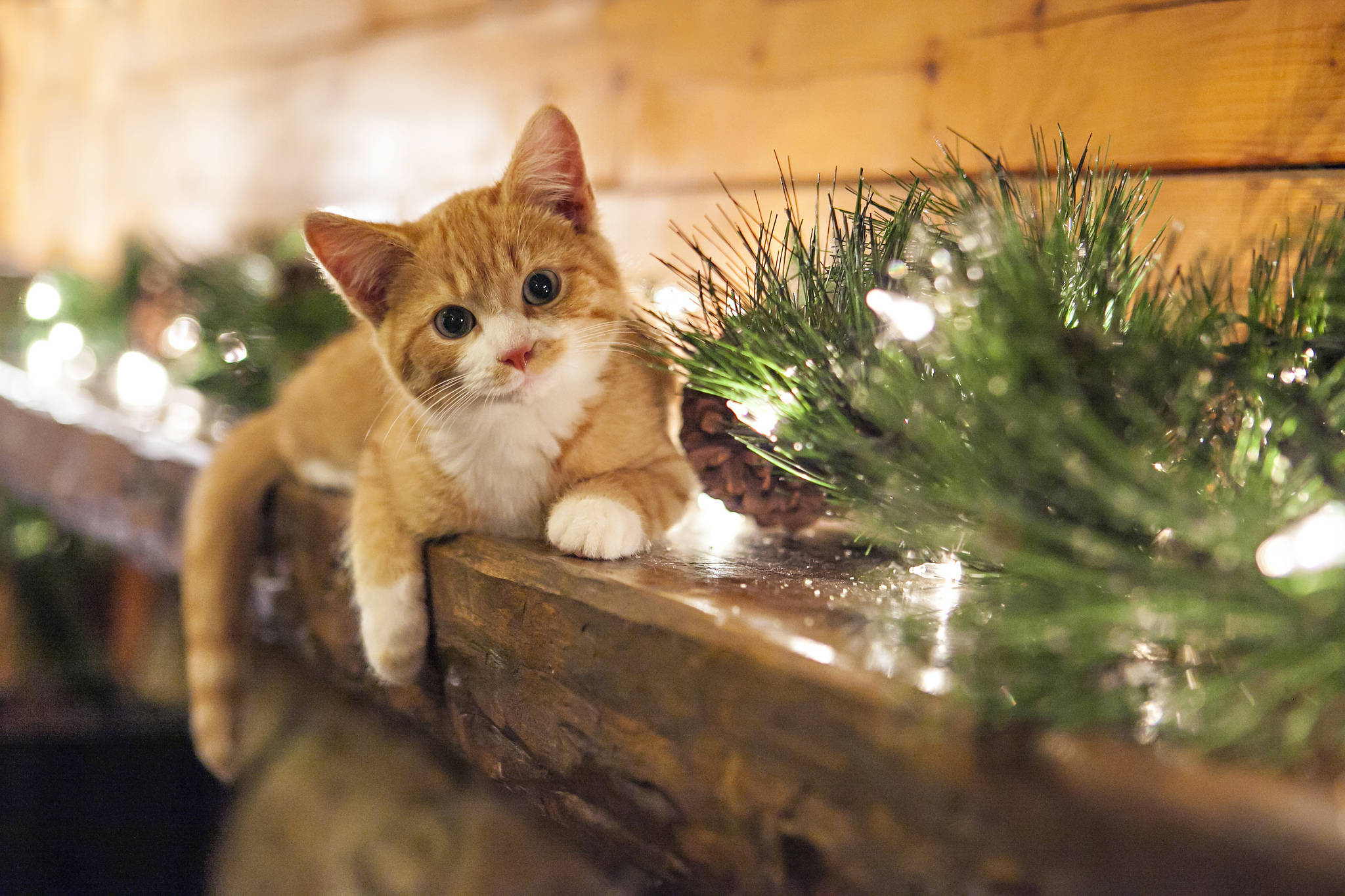 Lindos Gatitos con Adornos Navideños Fondos de pantalla