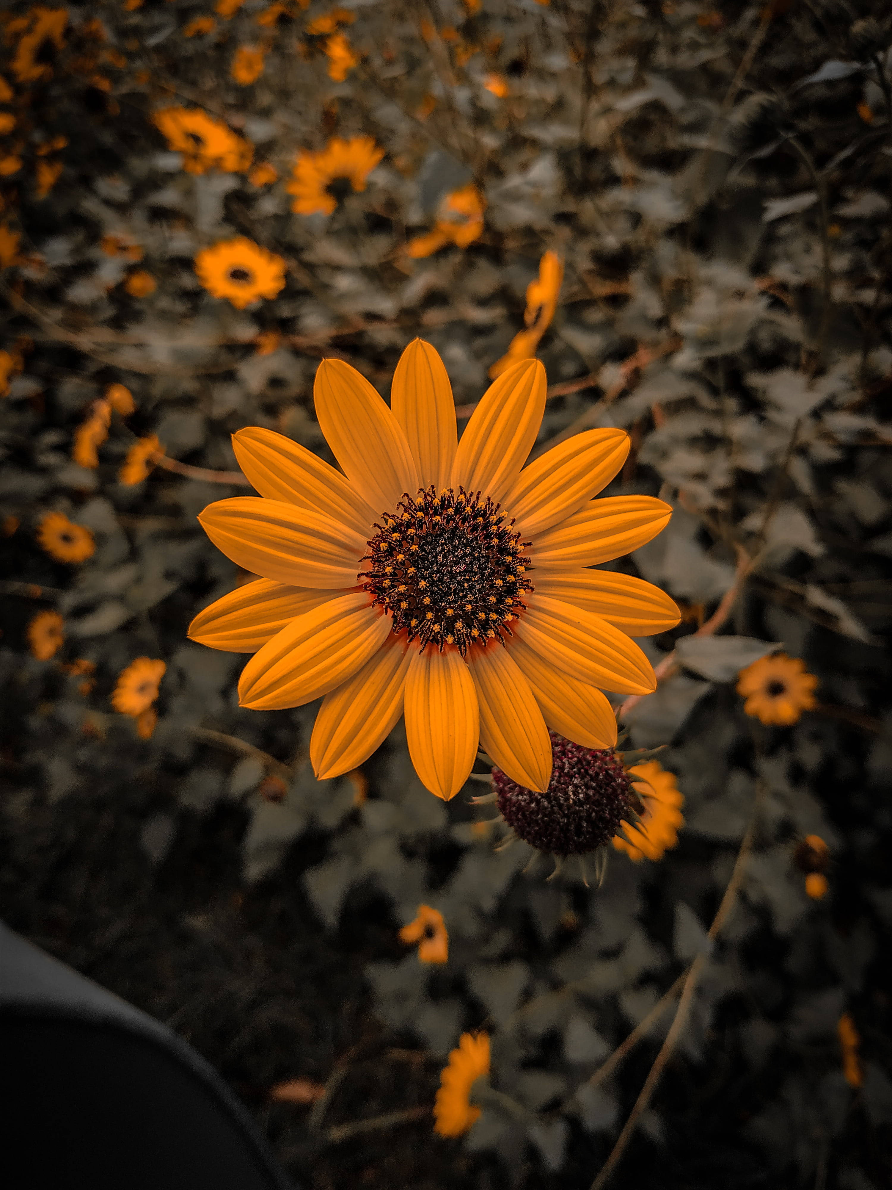 Lindos Girasoles Comunes iPhone X Naturaleza Fondos de pantalla