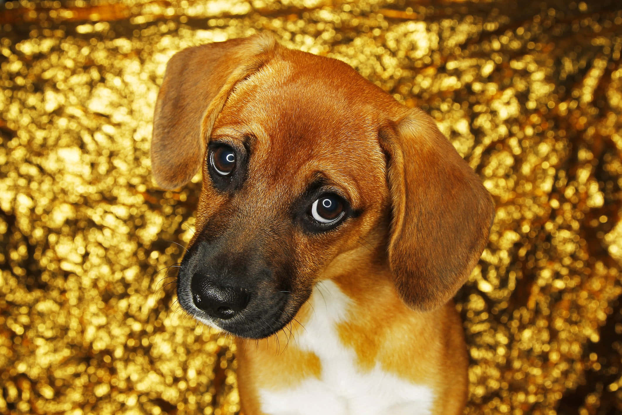Lindos perros mascota sobre fondo estético dorado Fondos de pantalla