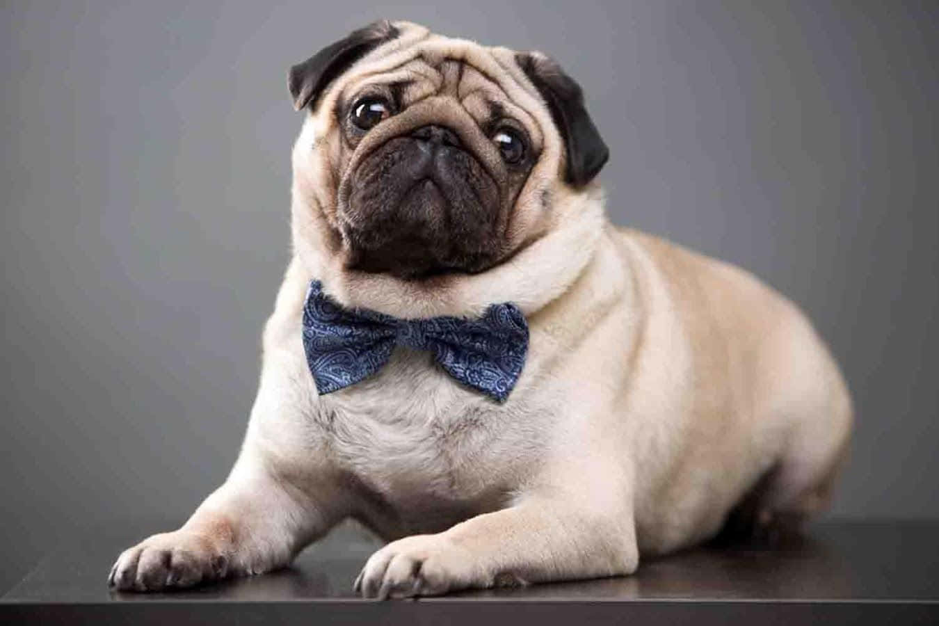 Lindos perros pug con moño Fondos de pantalla