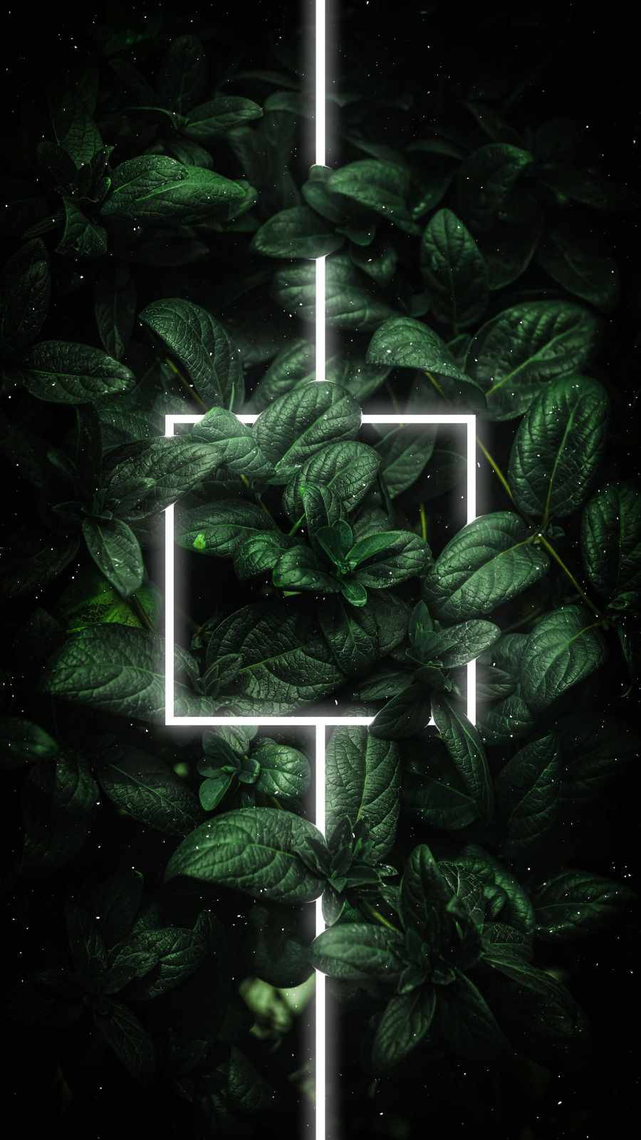 Línea Blanca Brillante Sobre Hojas Verdes iPhone Fondos de pantalla