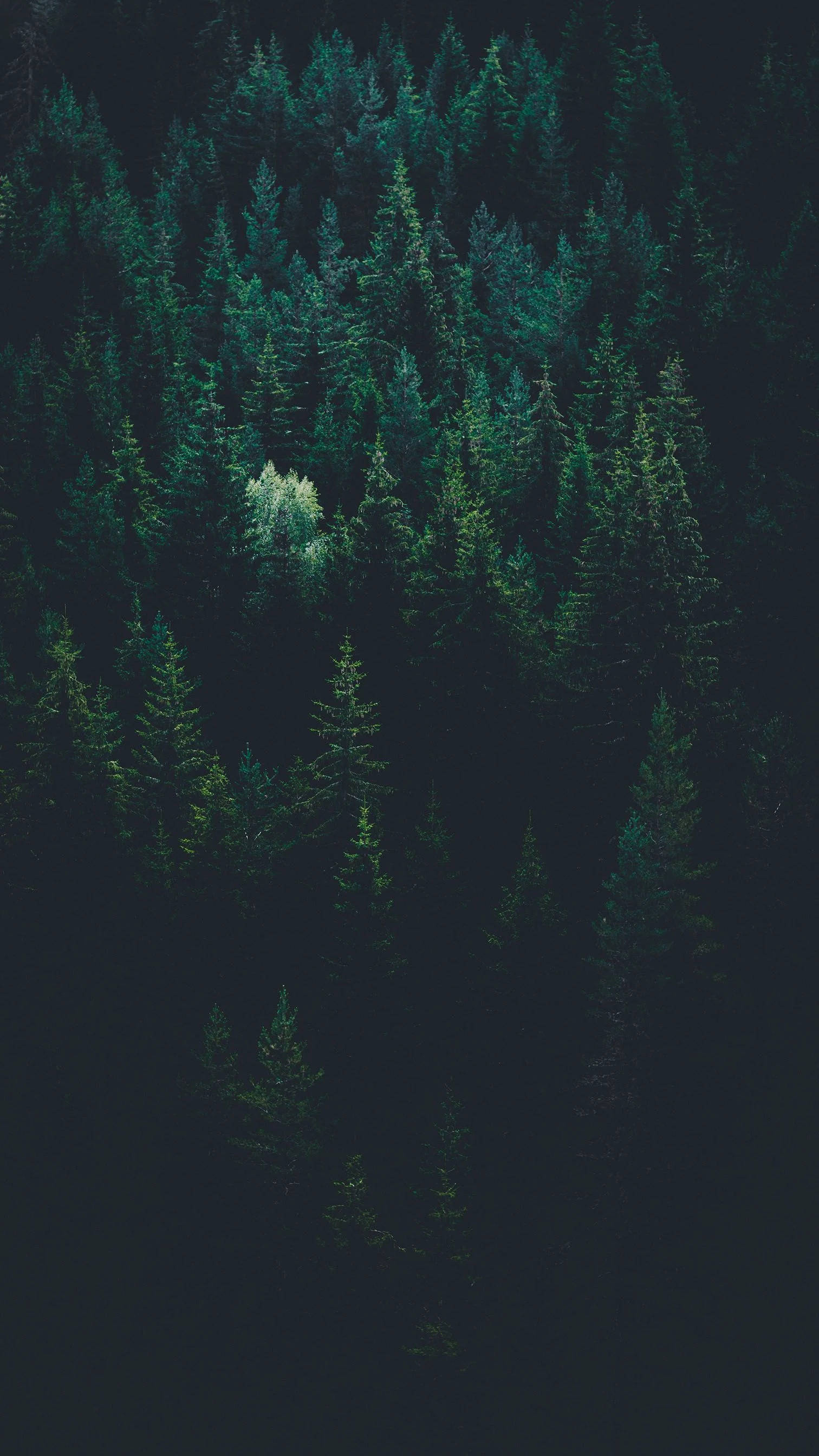 Línea de árboles en un bosque verde para iPhone Fondos de pantalla
