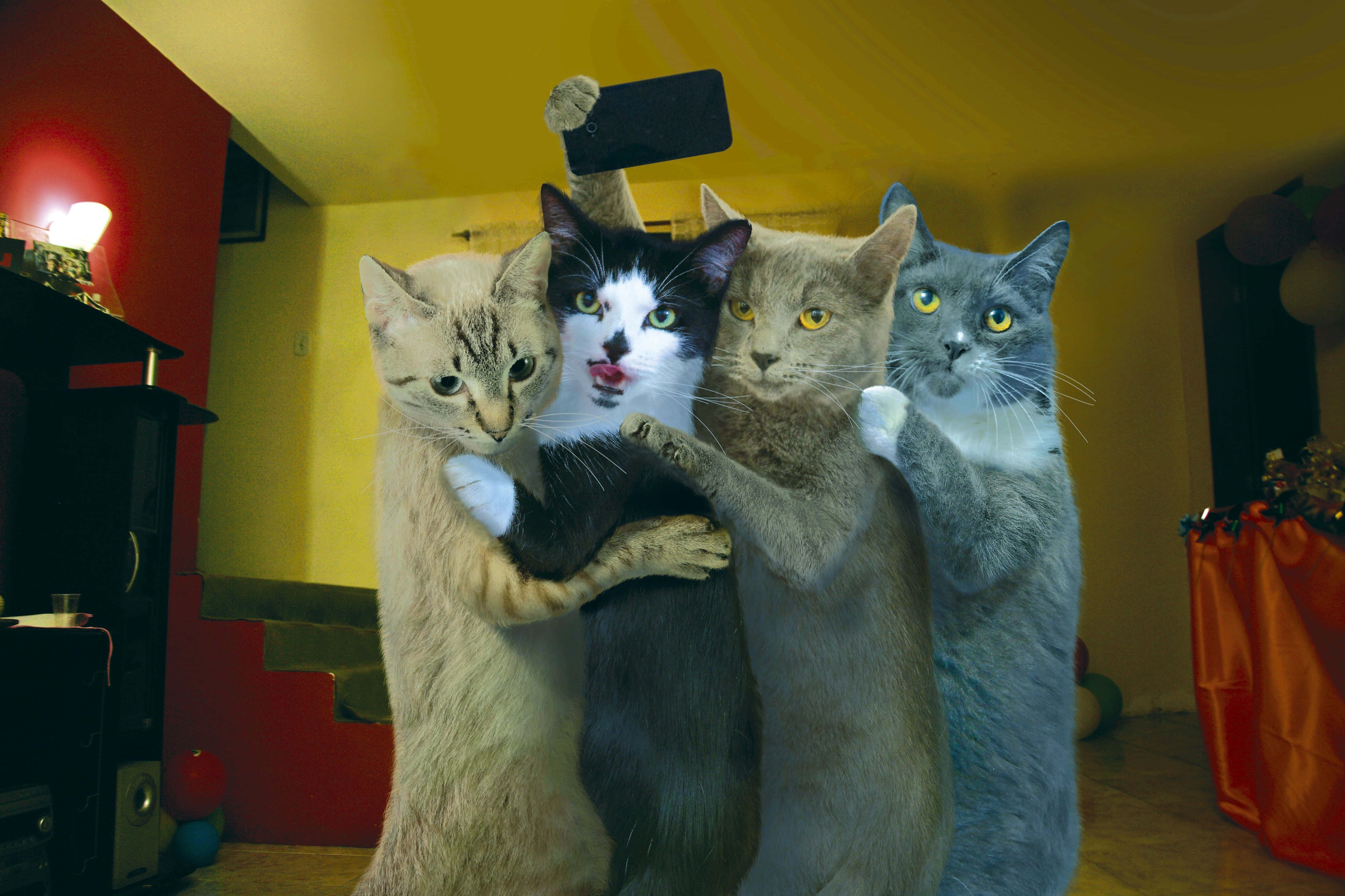 Lío Divertido: Gato Curioso Sorprendido en el Acto Fondos de pantalla