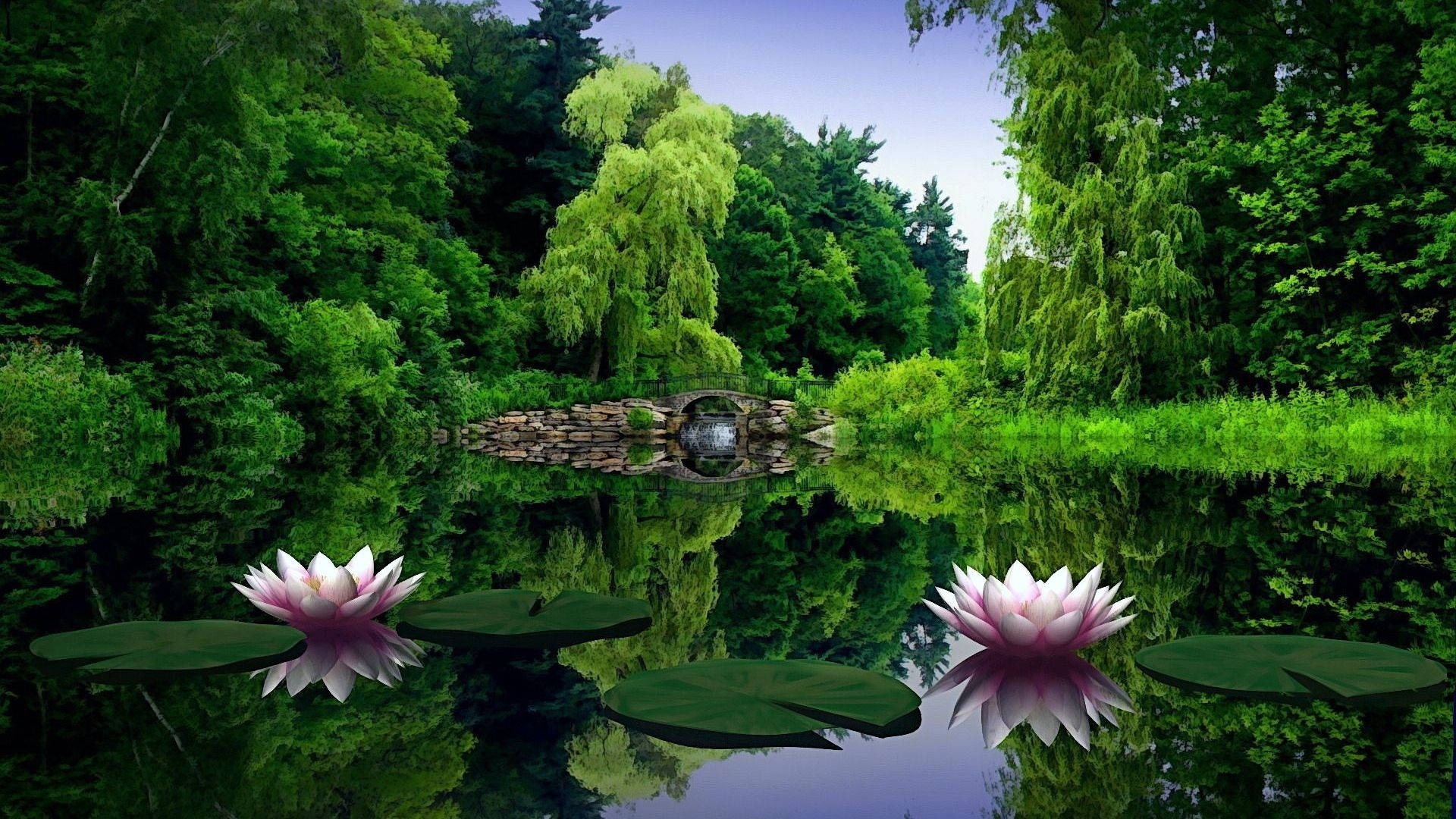 Lirio acuático en la naturaleza Full HD 1920x1080 Fondos de pantalla