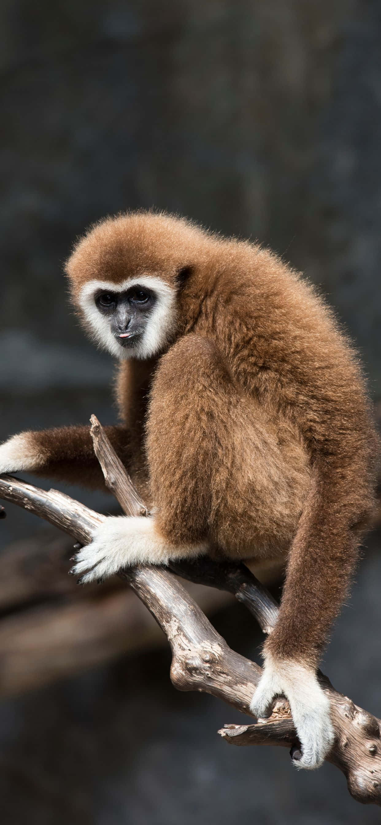 Llamada de la naturaleza - iPhone Xs Max Gibbon Fondos de pantalla
