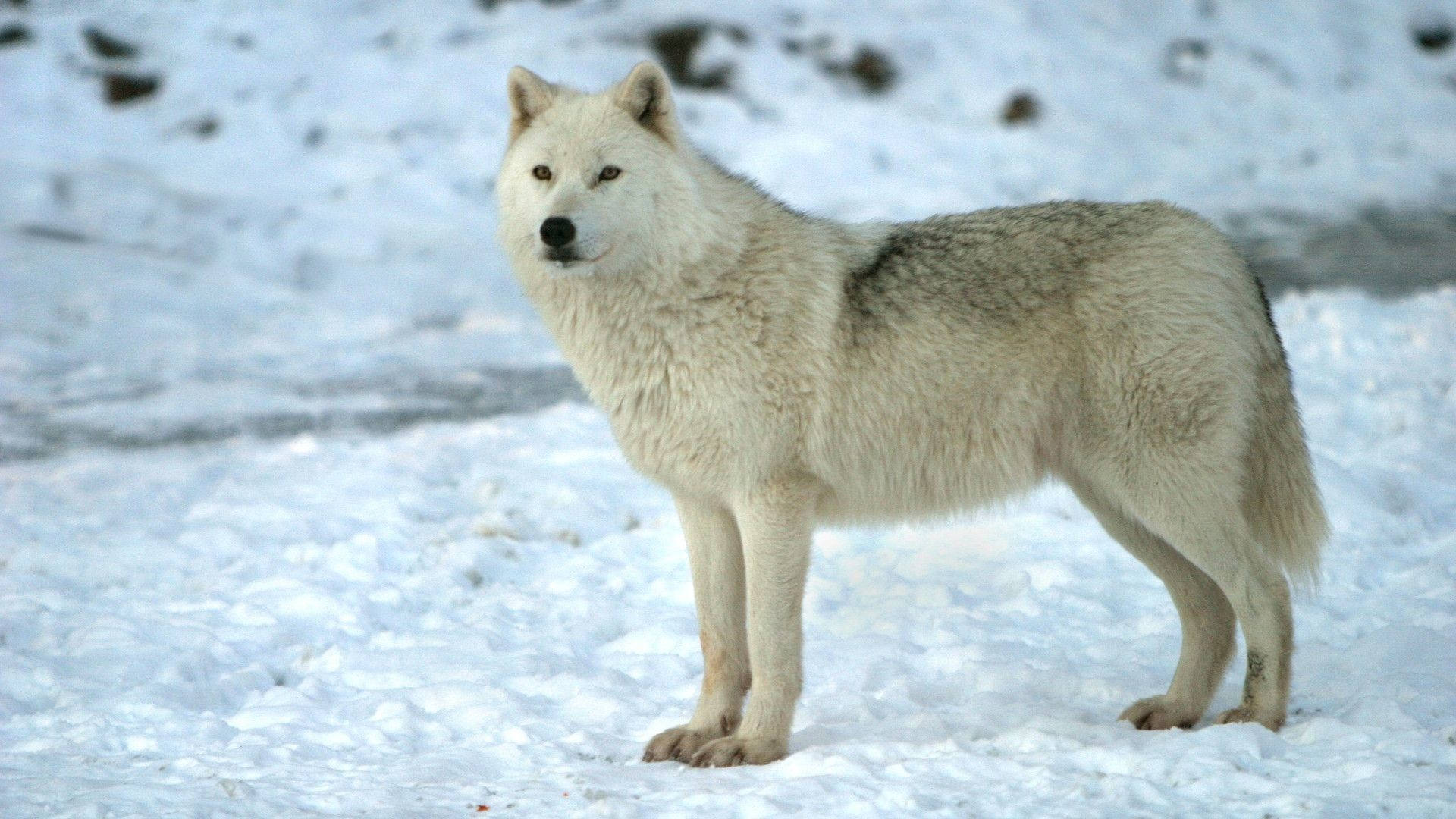 Lobo Ártico Genial Fondos de pantalla
