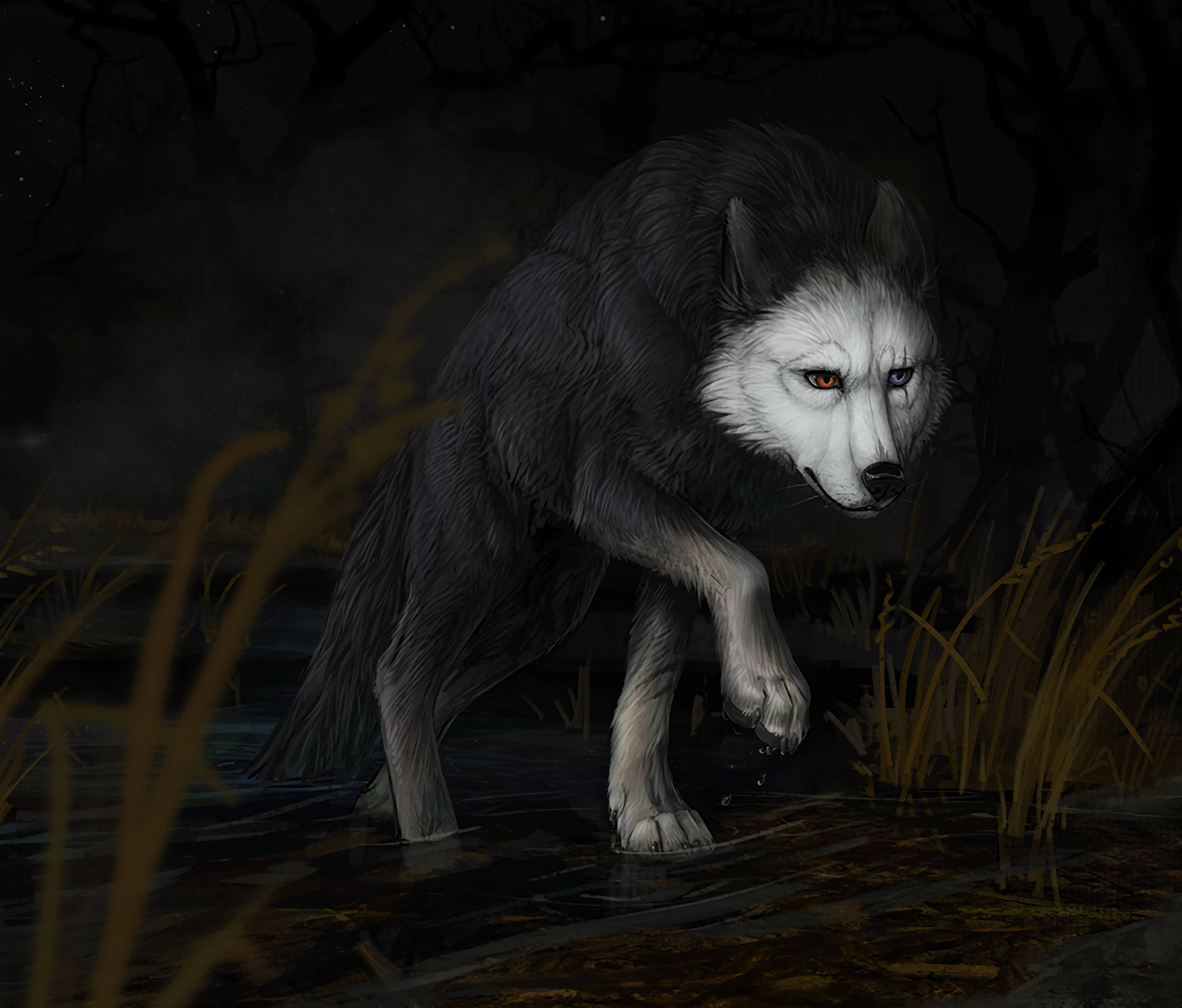 Lobo Astuto y Sabio Fondos de pantalla