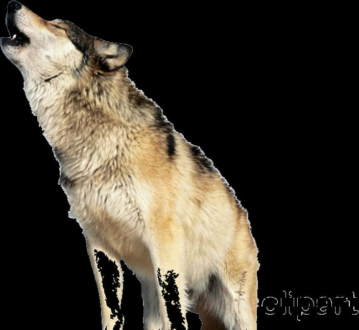Lobo aullando con fondo transparente Fondos de pantalla