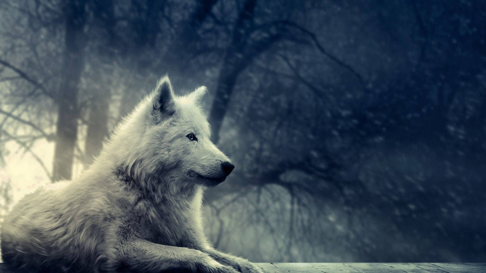 Lobo Blanco Sentado en la Naturaleza Fondos de pantalla