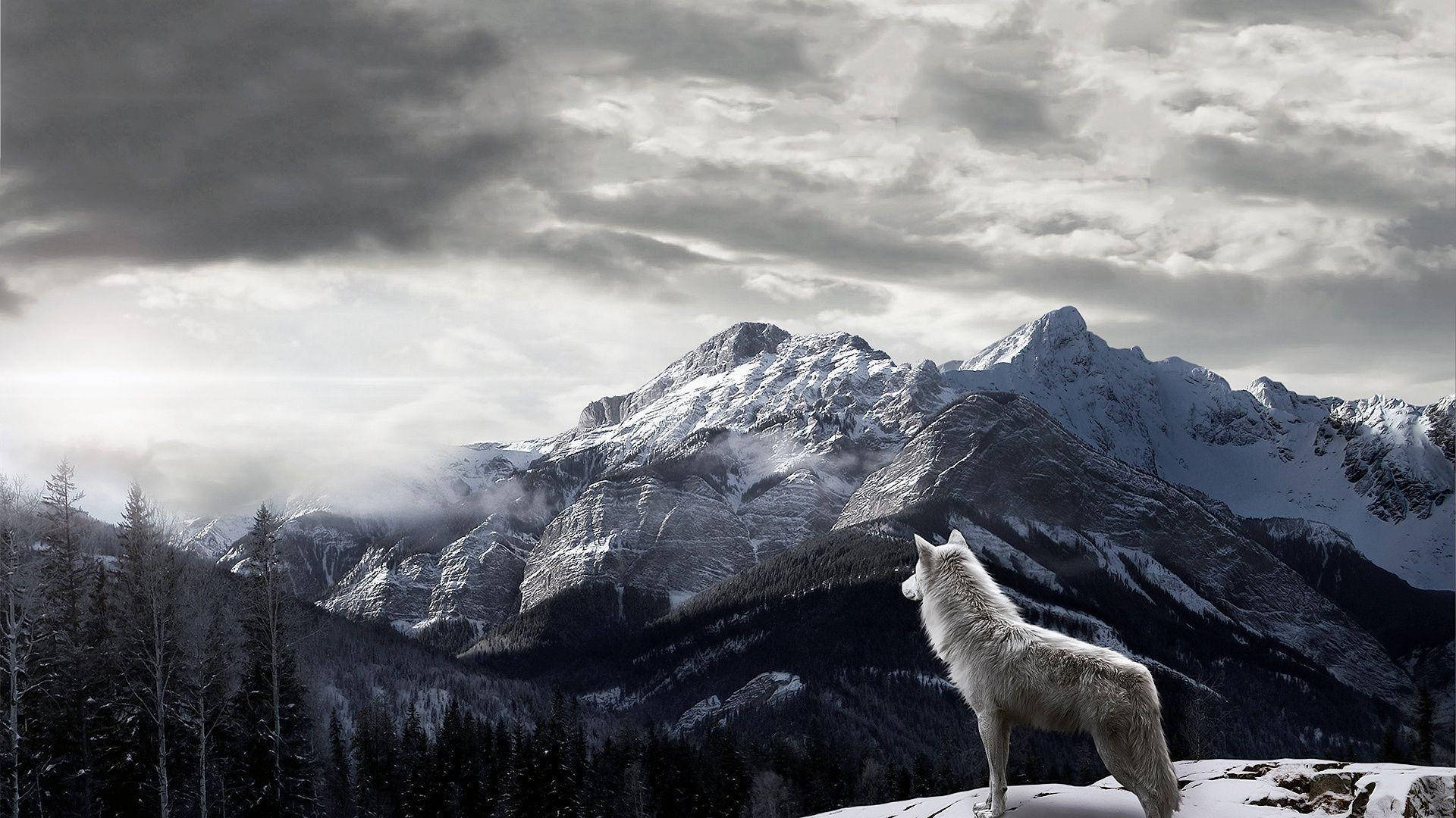 Lobo con Montañas Escritorio Fondos de pantalla