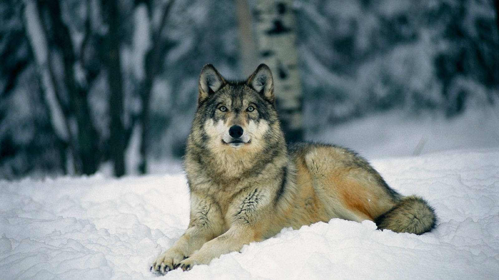 Lobo de Pie sobre Nieve Virgen Fondos de pantalla