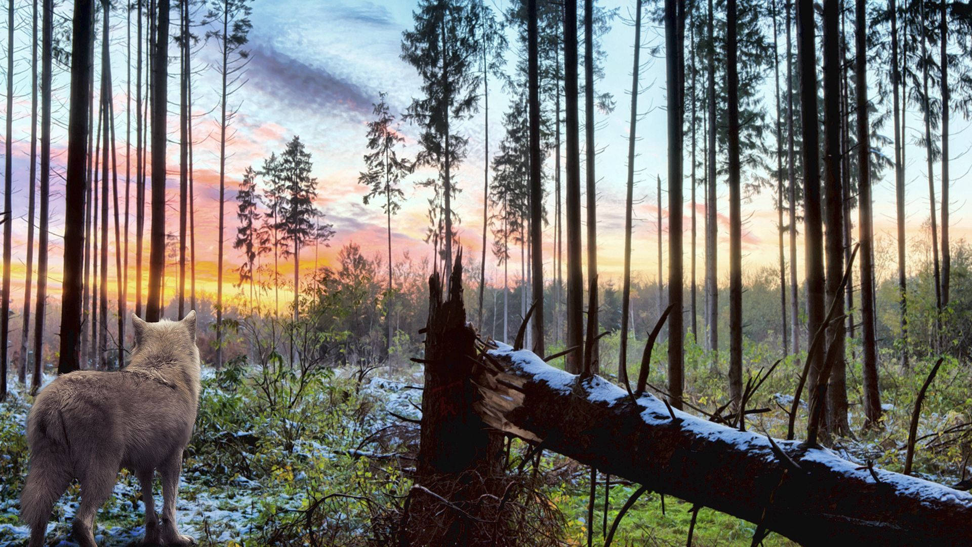 Lobo gris de pie en un bosque con ramas caídas y árboles altos, soledad durante el atardecer.