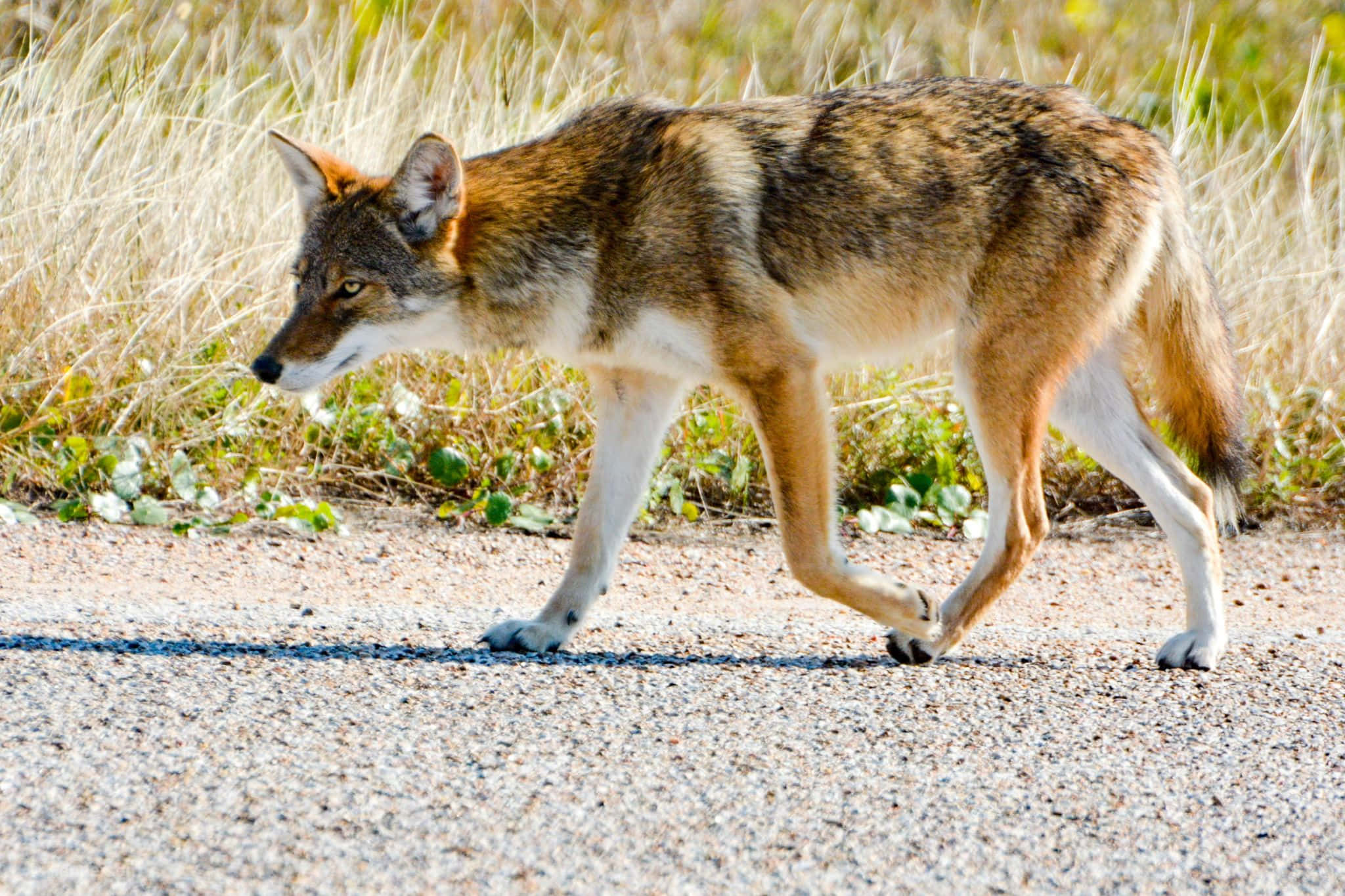 Lobo en la Naturaleza Fondos de pantalla