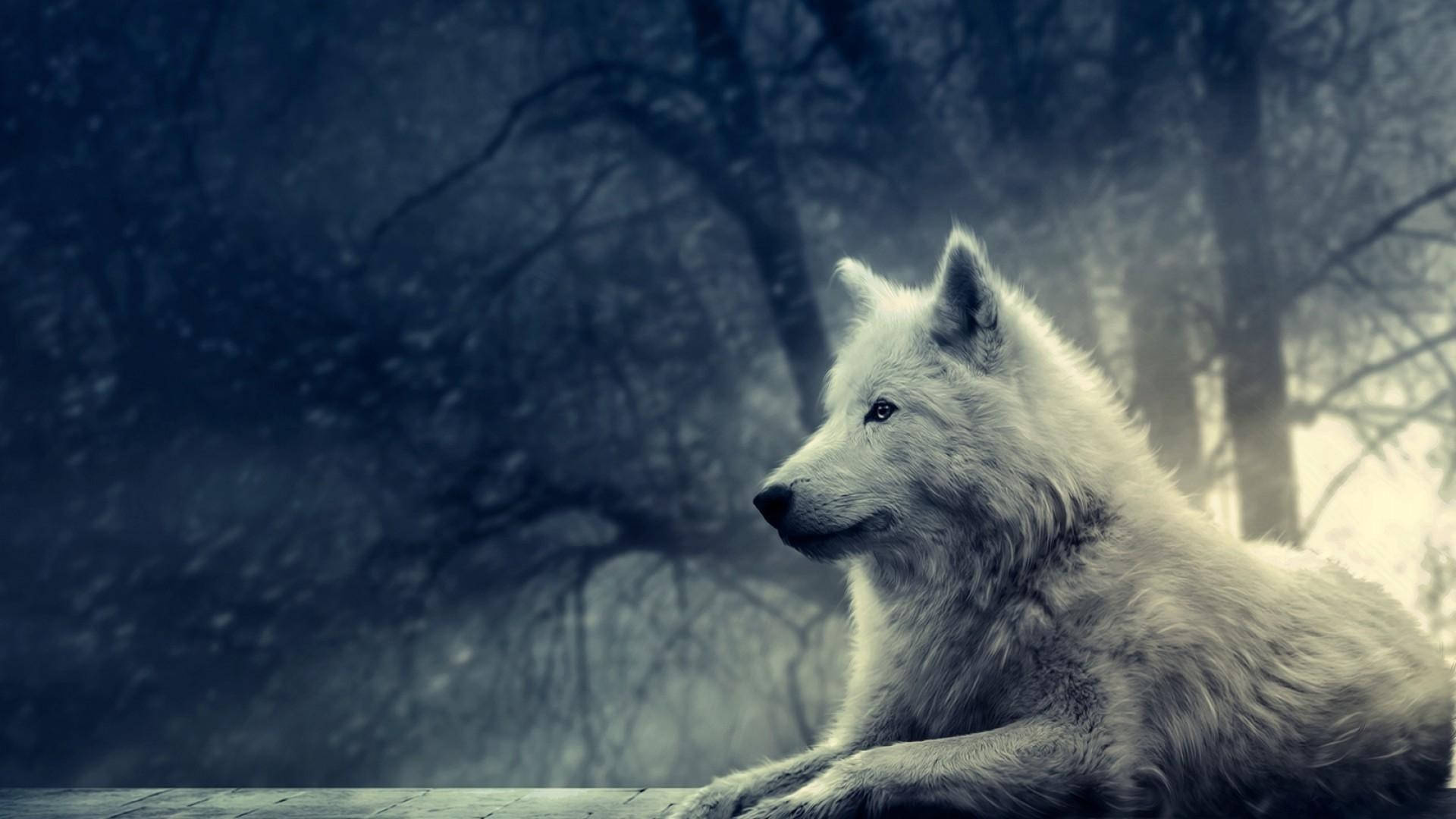 Lobo Genial en el Bosque Fondos de pantalla