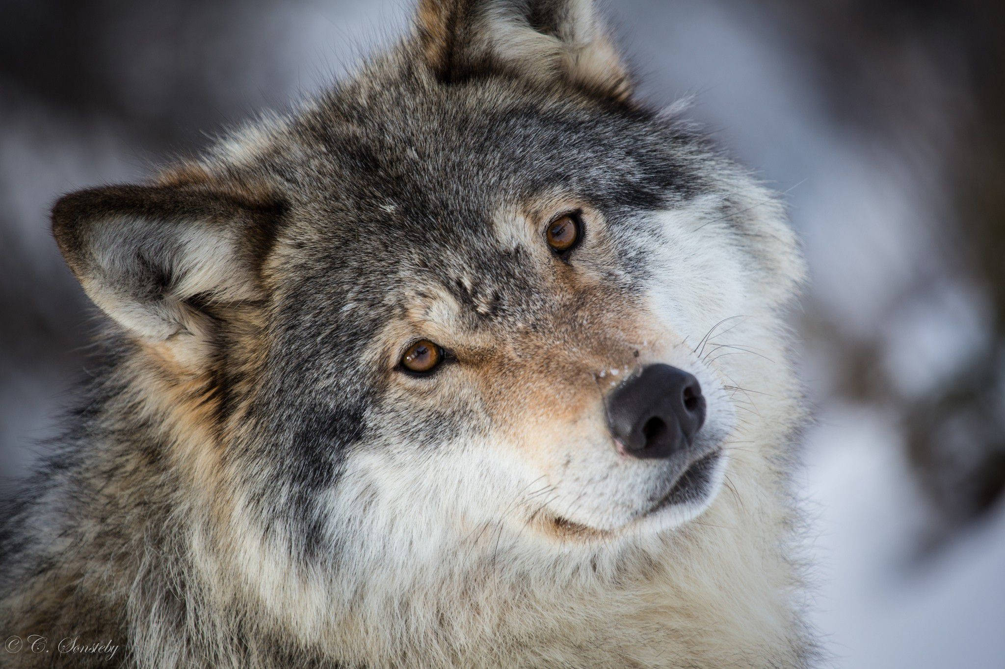 Lobo Genial Mirada Adorable Fondos de pantalla