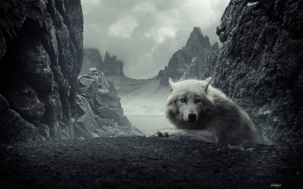 Lobo Genial Montañas Rocosas Fondos de pantalla