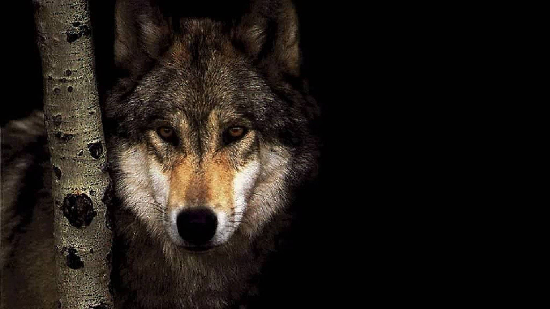 Lobo gris salvaje mirando rápidamente a la cámara Fondos de pantalla