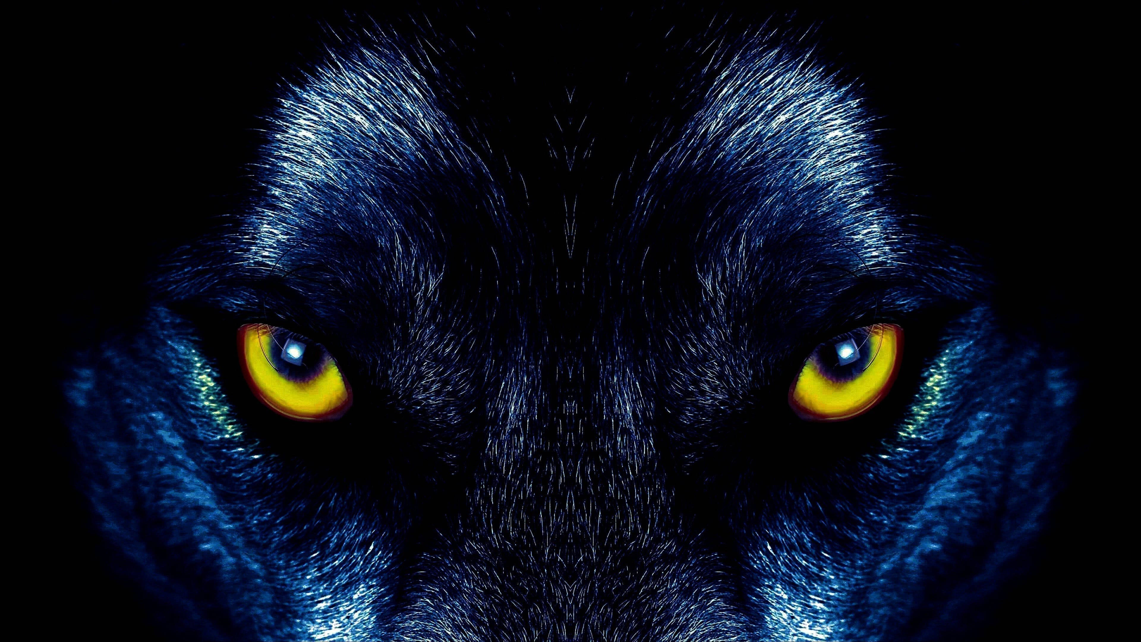Lobo negro de ojos amarillos y mirada intimidante Fondos de pantalla
