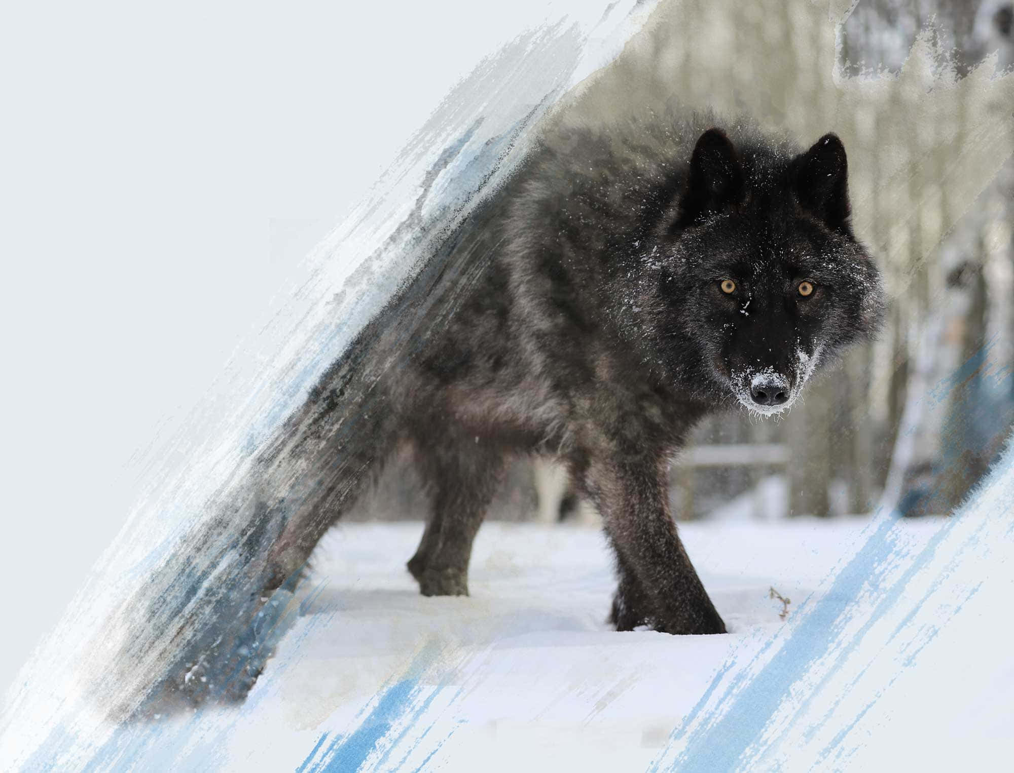 Lobo salvaje aullando durante una luna llena Fondos de pantalla