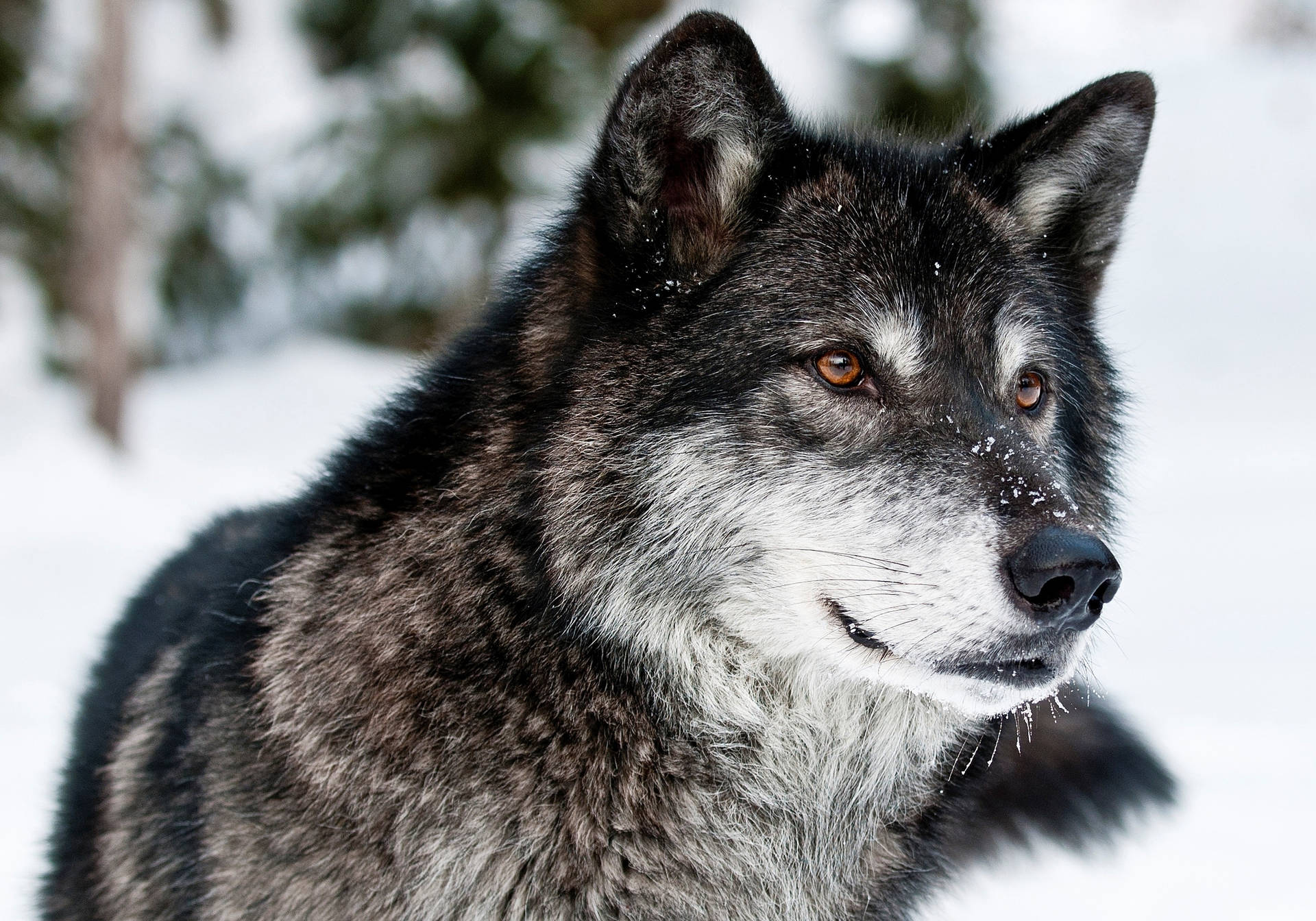 Ojos y hocico de lobo depredador sobre la nieve en invierno mientras mira algo.