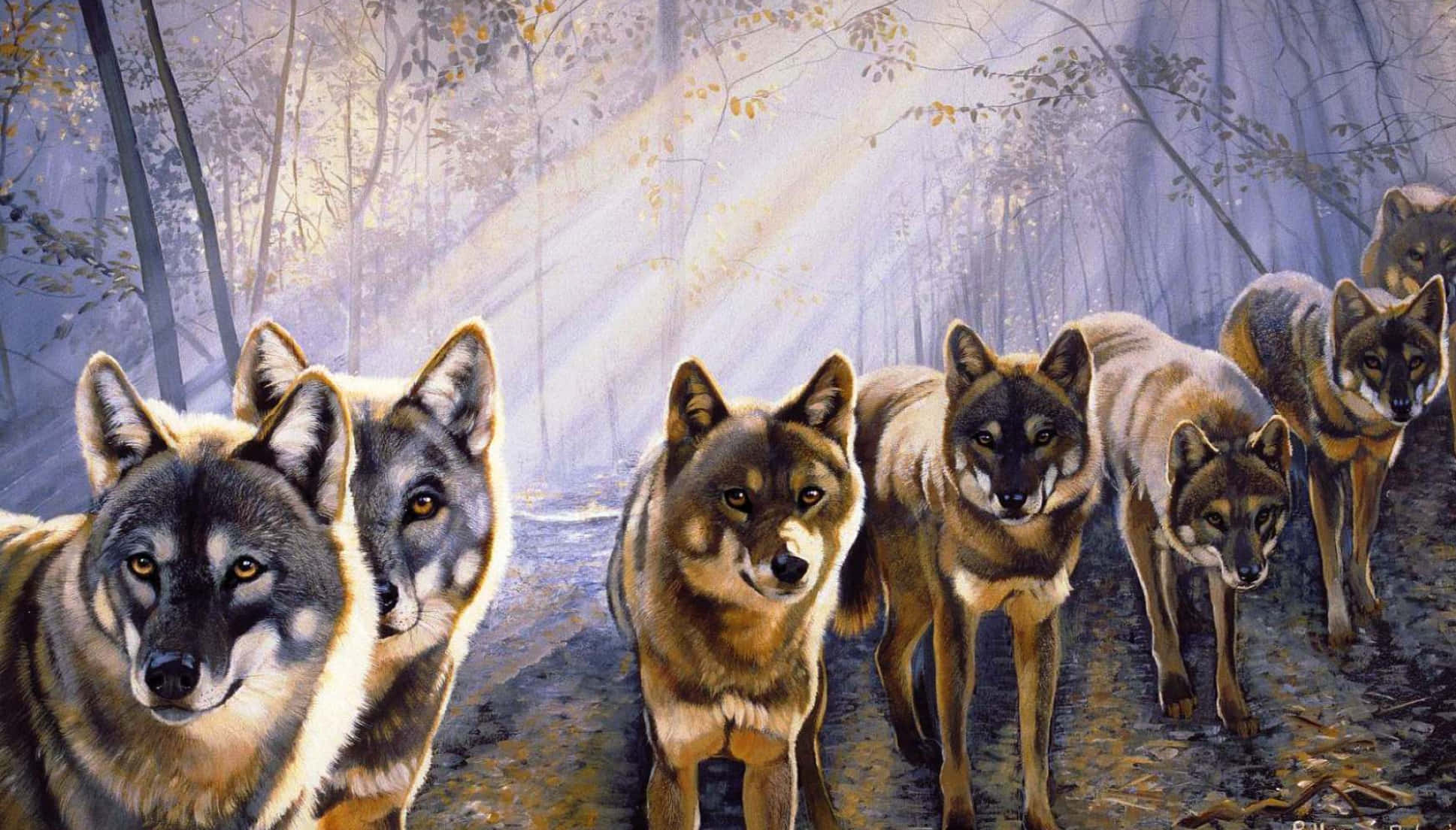 Lobos tiernos con luz solar Fondos de pantalla
