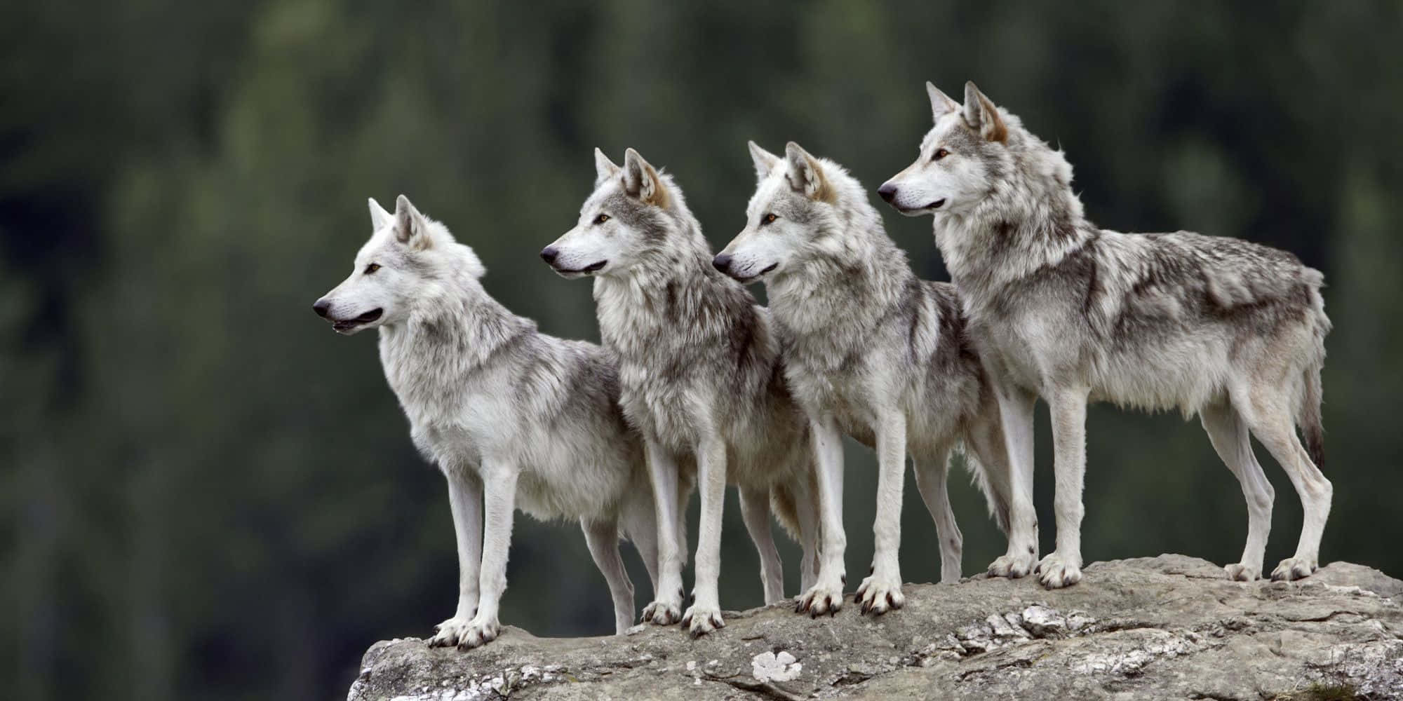 Lobos Tiernos Sobre Roca Fondos de pantalla