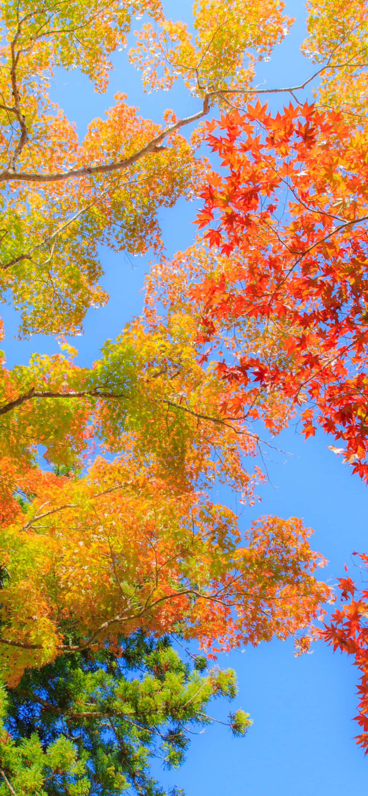 Los brillantes colores otoñales pintan el fondo del iPhone Xs Max Fondos de pantalla