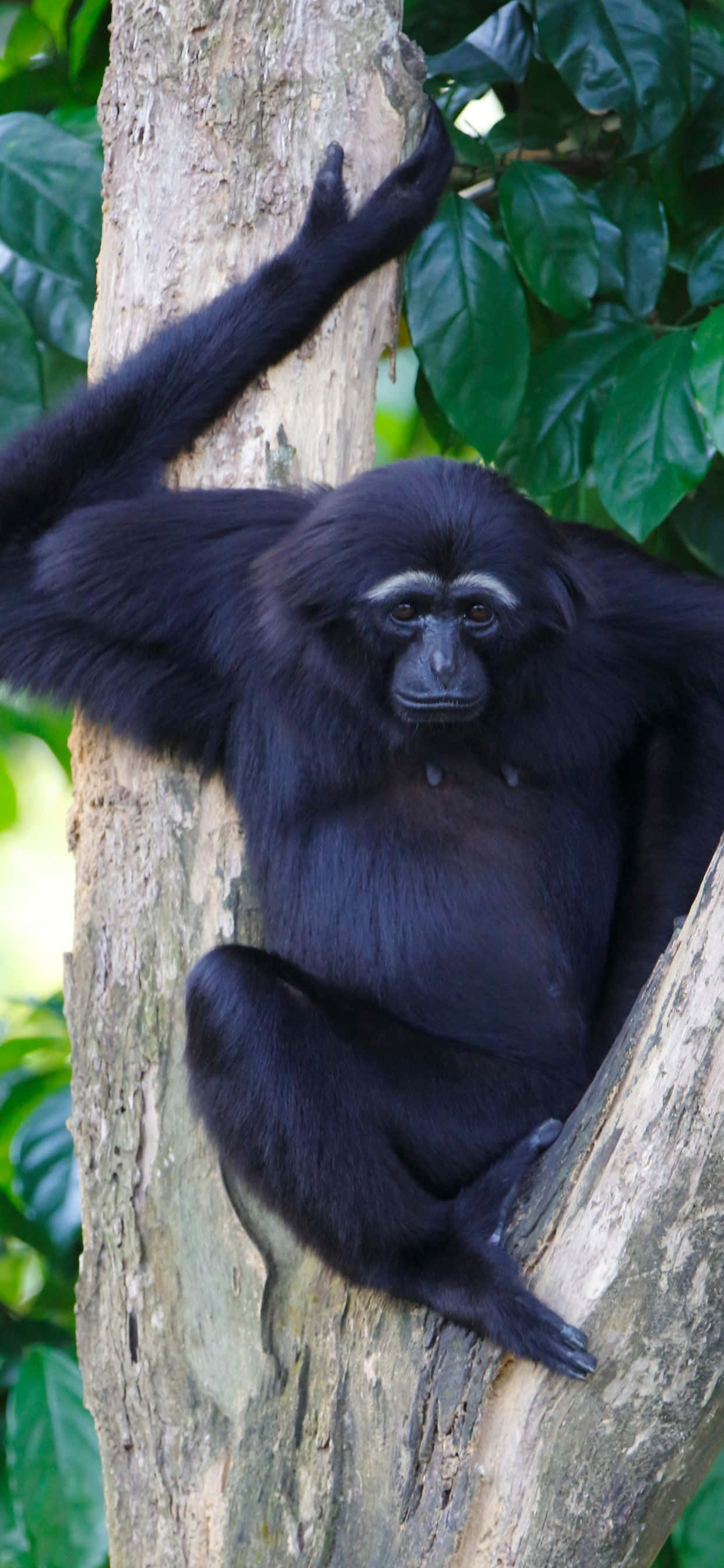 Los colores vibrantes del nuevo iPhone Xs Max Gibbon alegrarán tu dispositivo Fondos de pantalla
