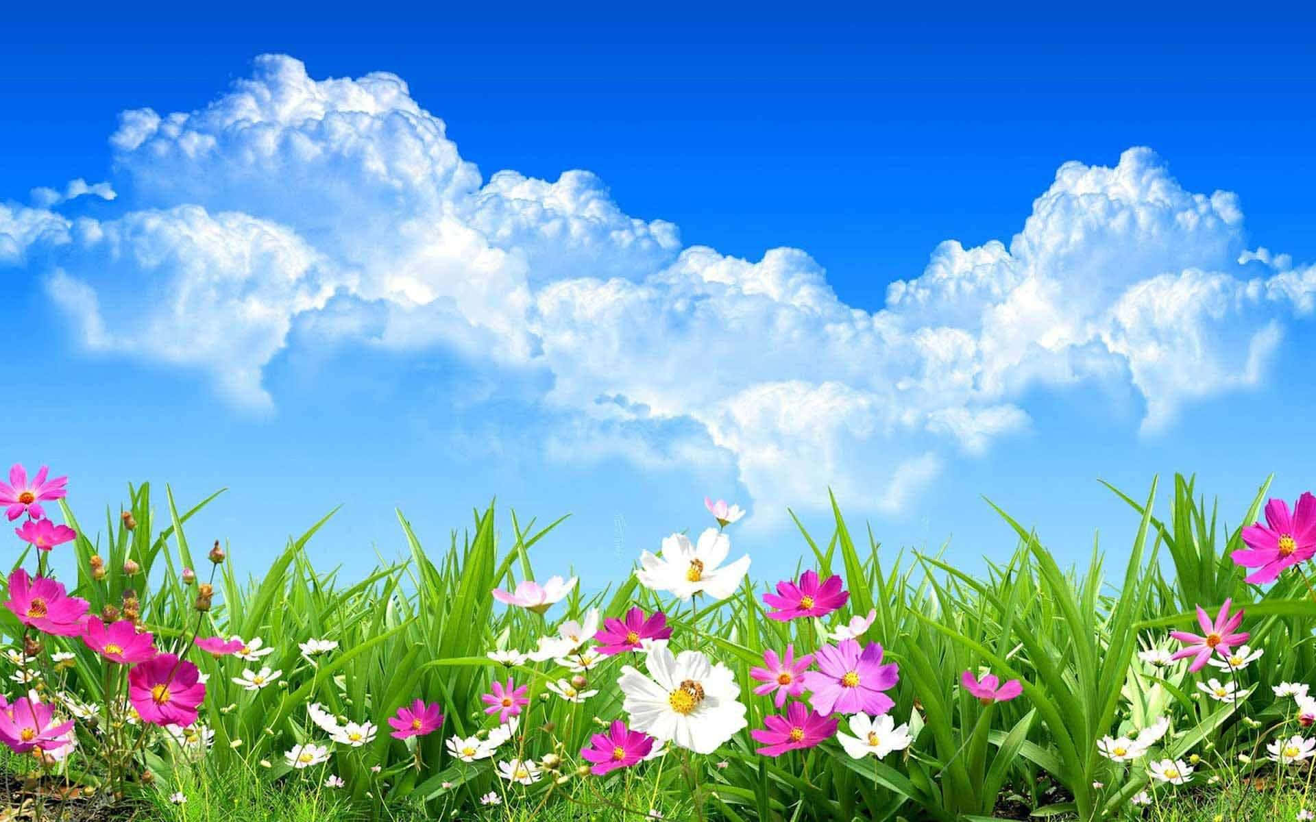 Los Mejores Fondos de Flores Bajo Cielos Azules Fondos de pantalla
