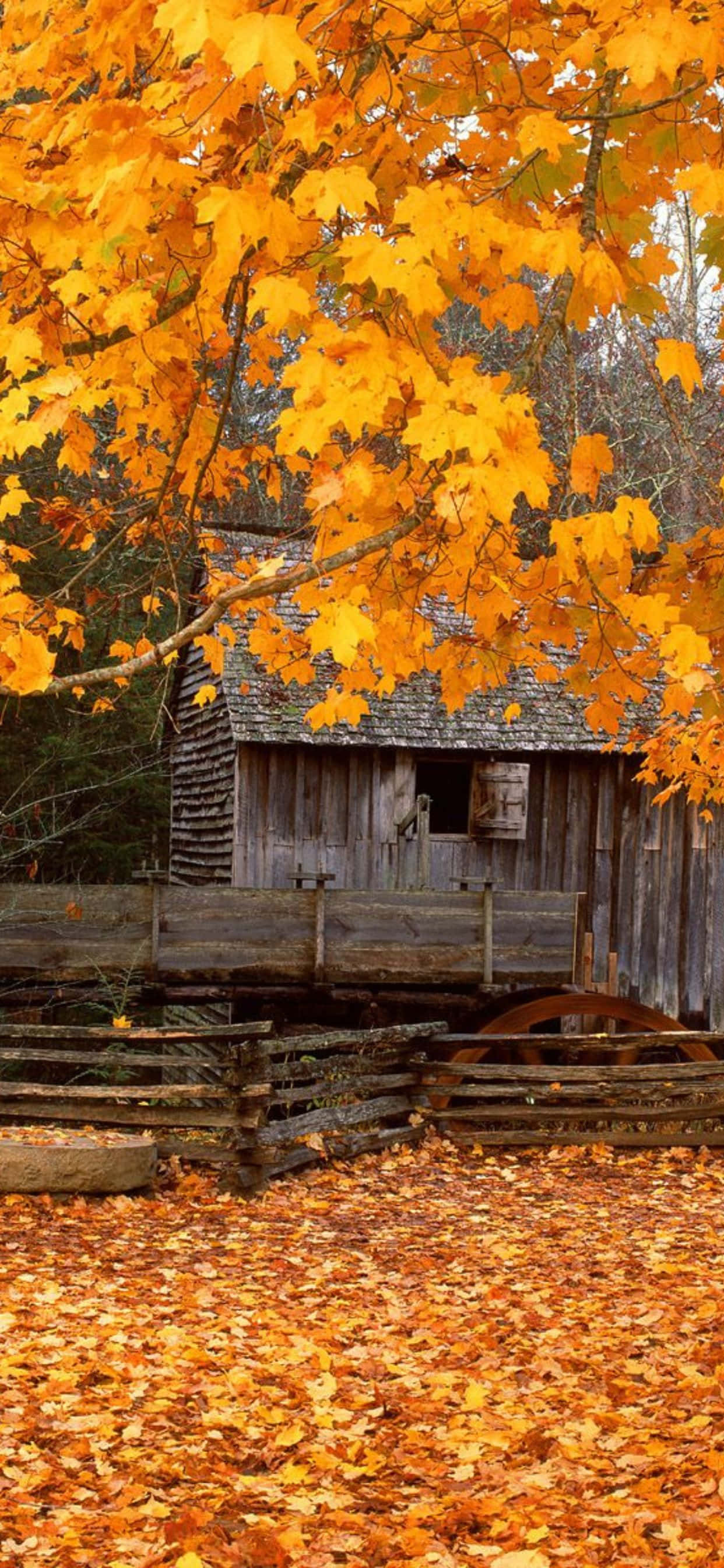 Los ricos colores del otoño son icónicos Fondos de pantalla