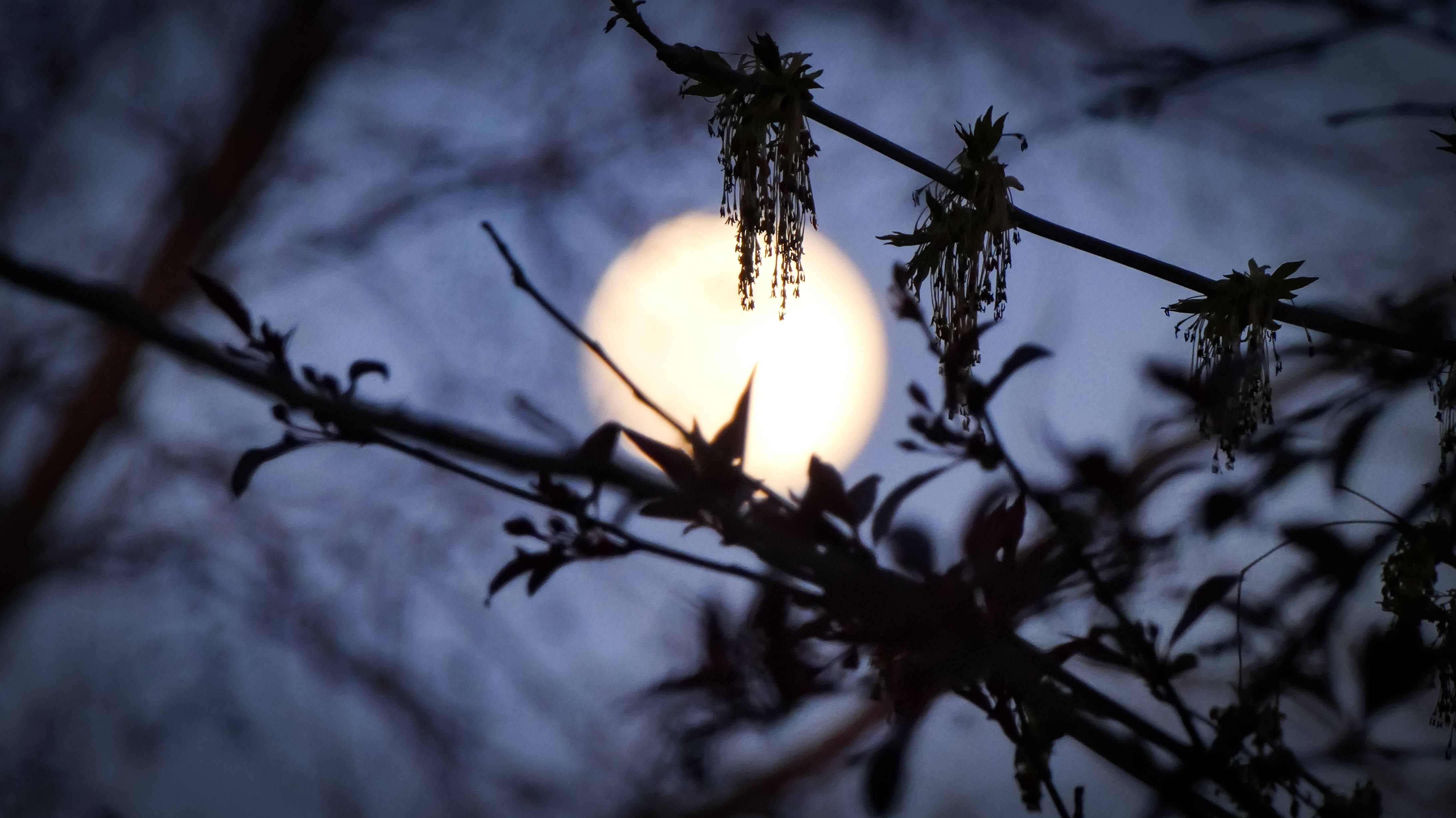 Luna estética brillando en la noche Fondos de pantalla