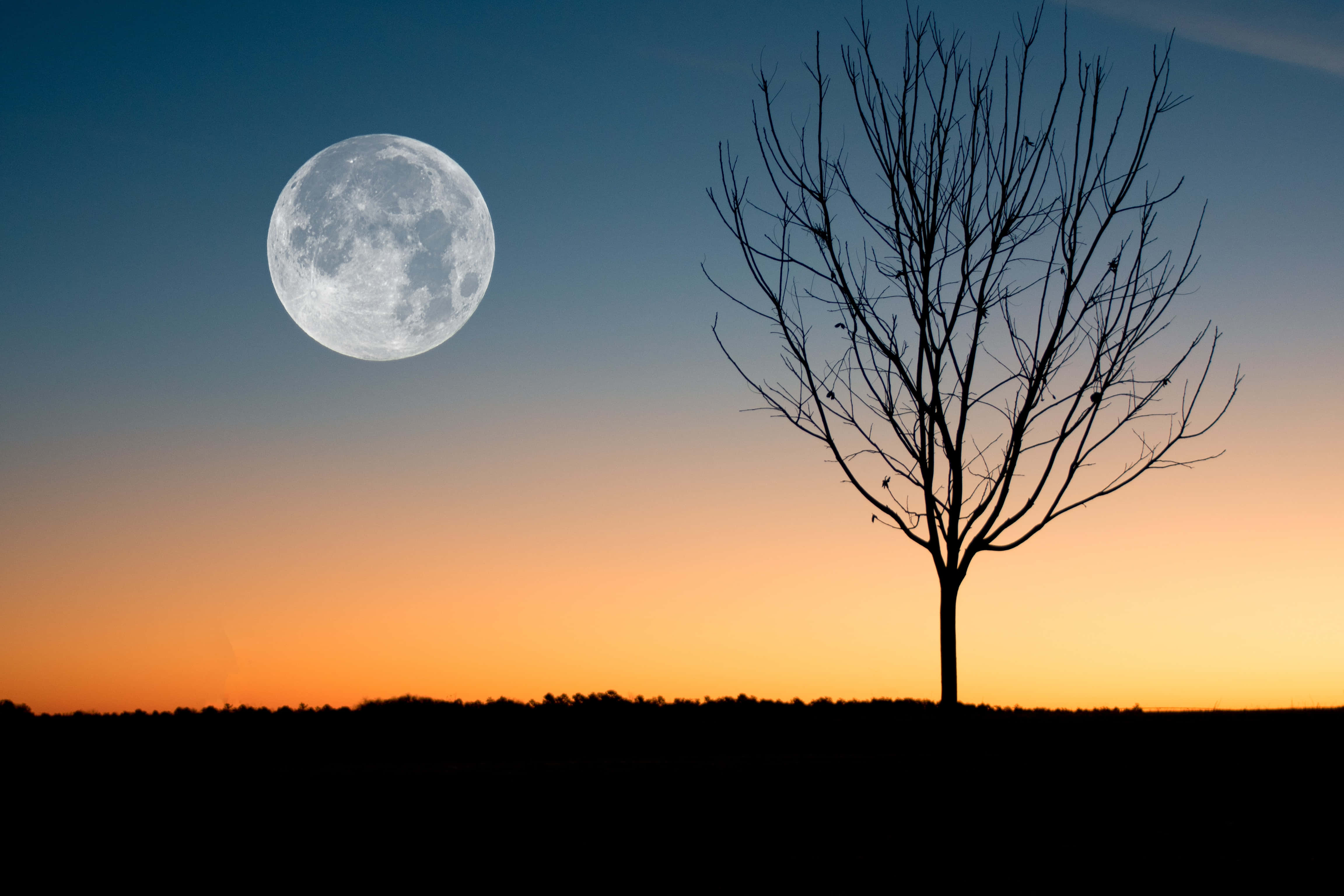 Luna llena plateada con árbol Fondos de pantalla