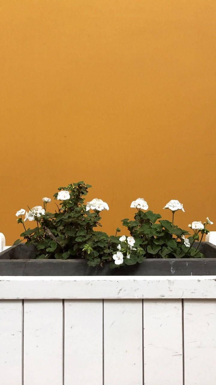 Maceta con flores blancas estéticas Fondos de pantalla