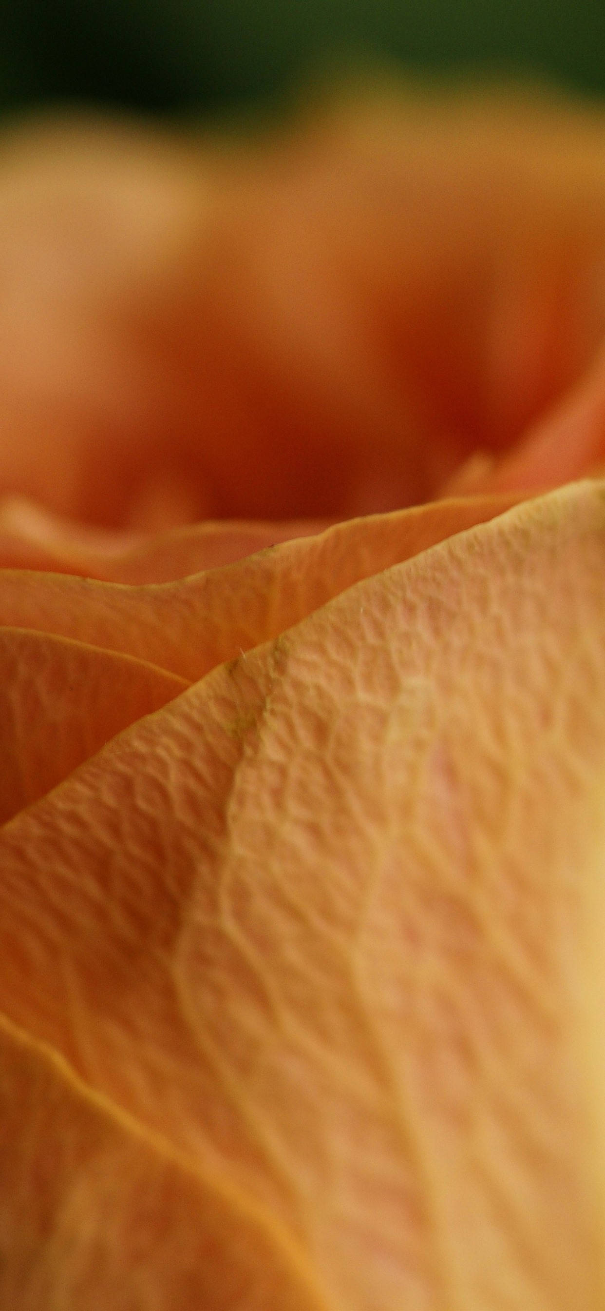 Macro de Pétalo de Rosa Naranja Fondos de pantalla