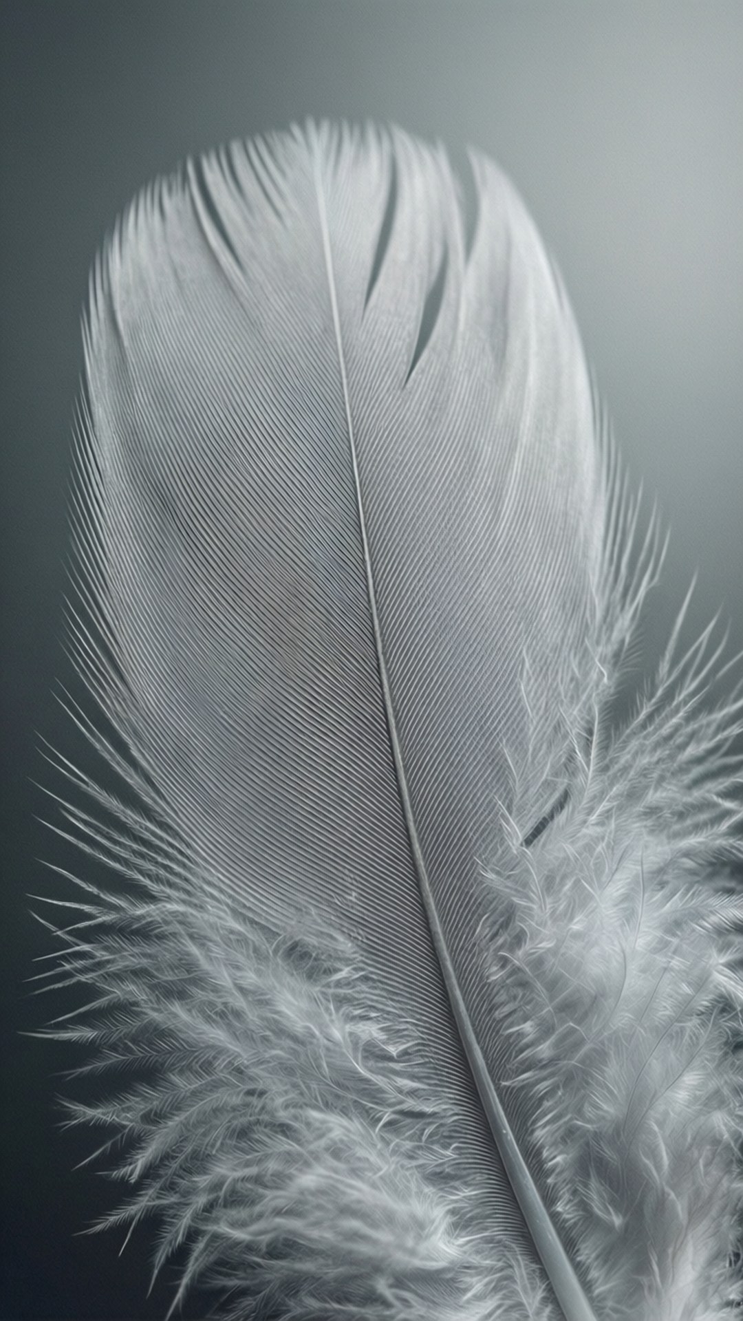 Macro de Pluma Gris Fondos de pantalla