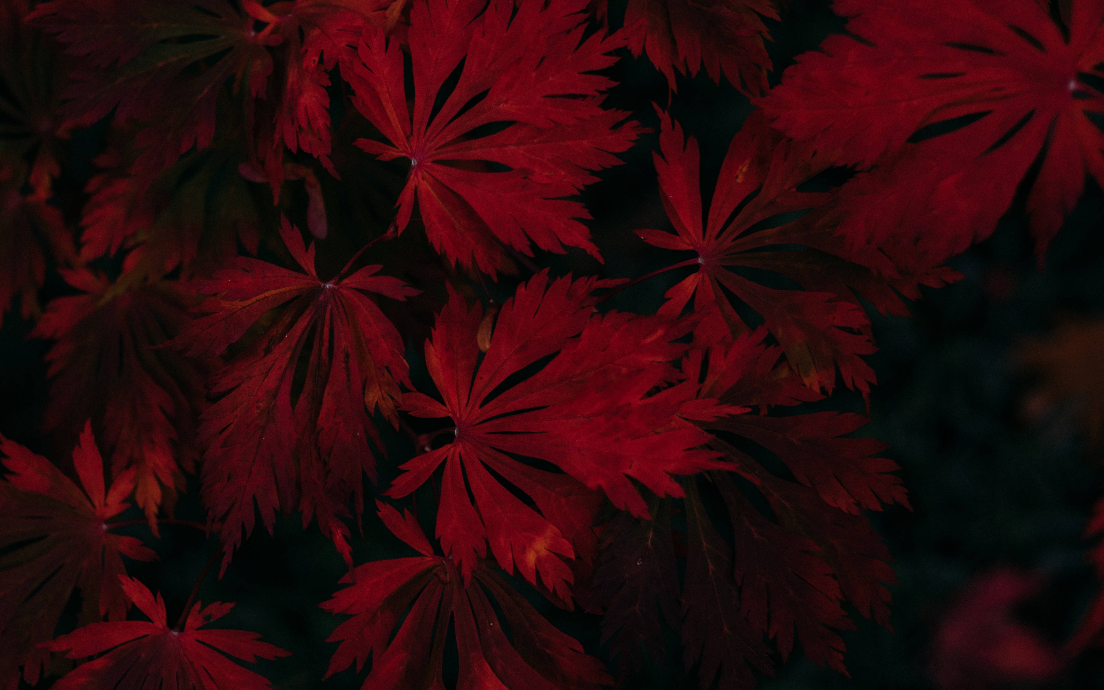 Majestad Otoñal – Hojas de Arce Rojo Oscuro Fondos de pantalla
