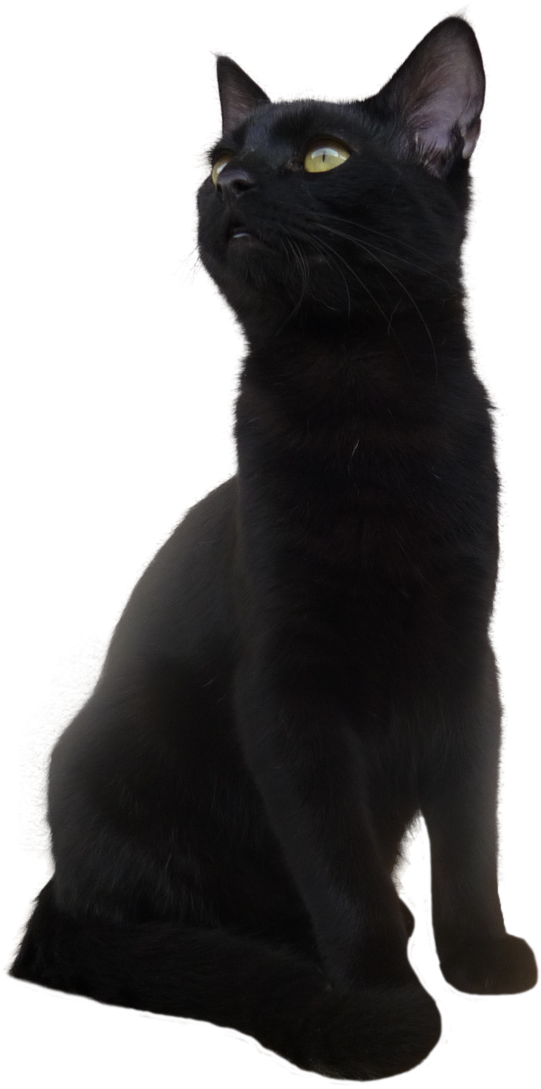 Majestuosa pose de gato negro Fondos de pantalla