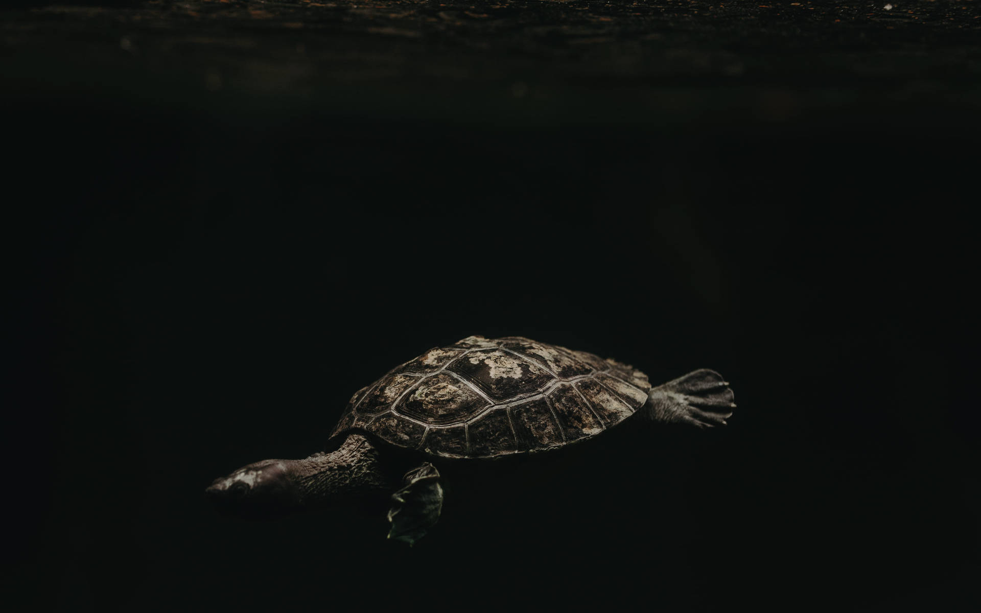 Majestuosa Tortuga Marrón Deslizándose en la Oscuridad Fondos de pantalla