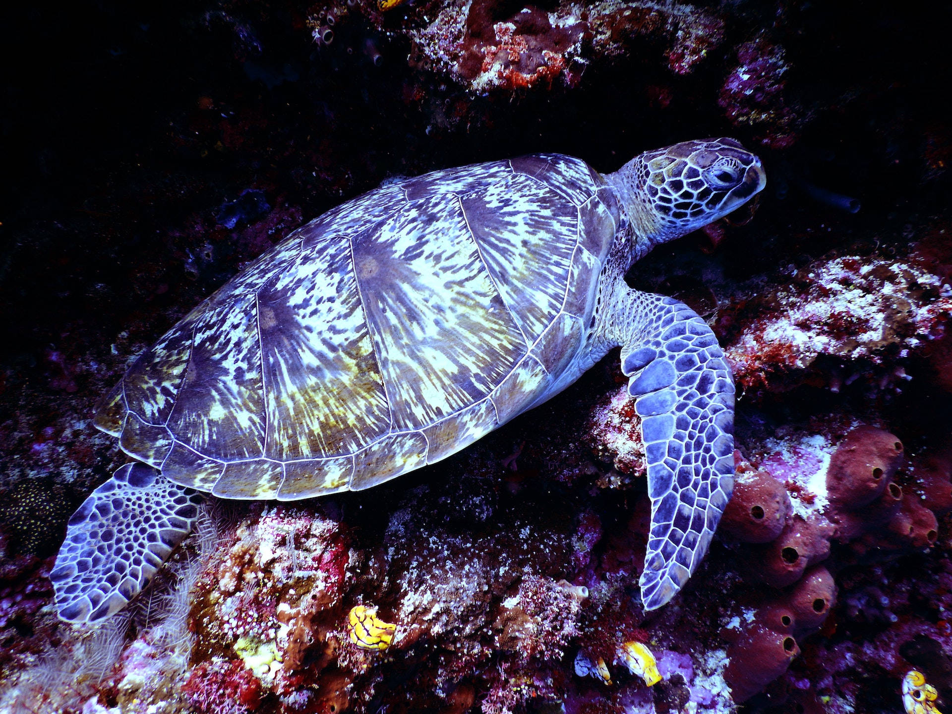 Majestuosa tortuga marina deslizándose entre vibrantes arrecifes de coral Fondos de pantalla