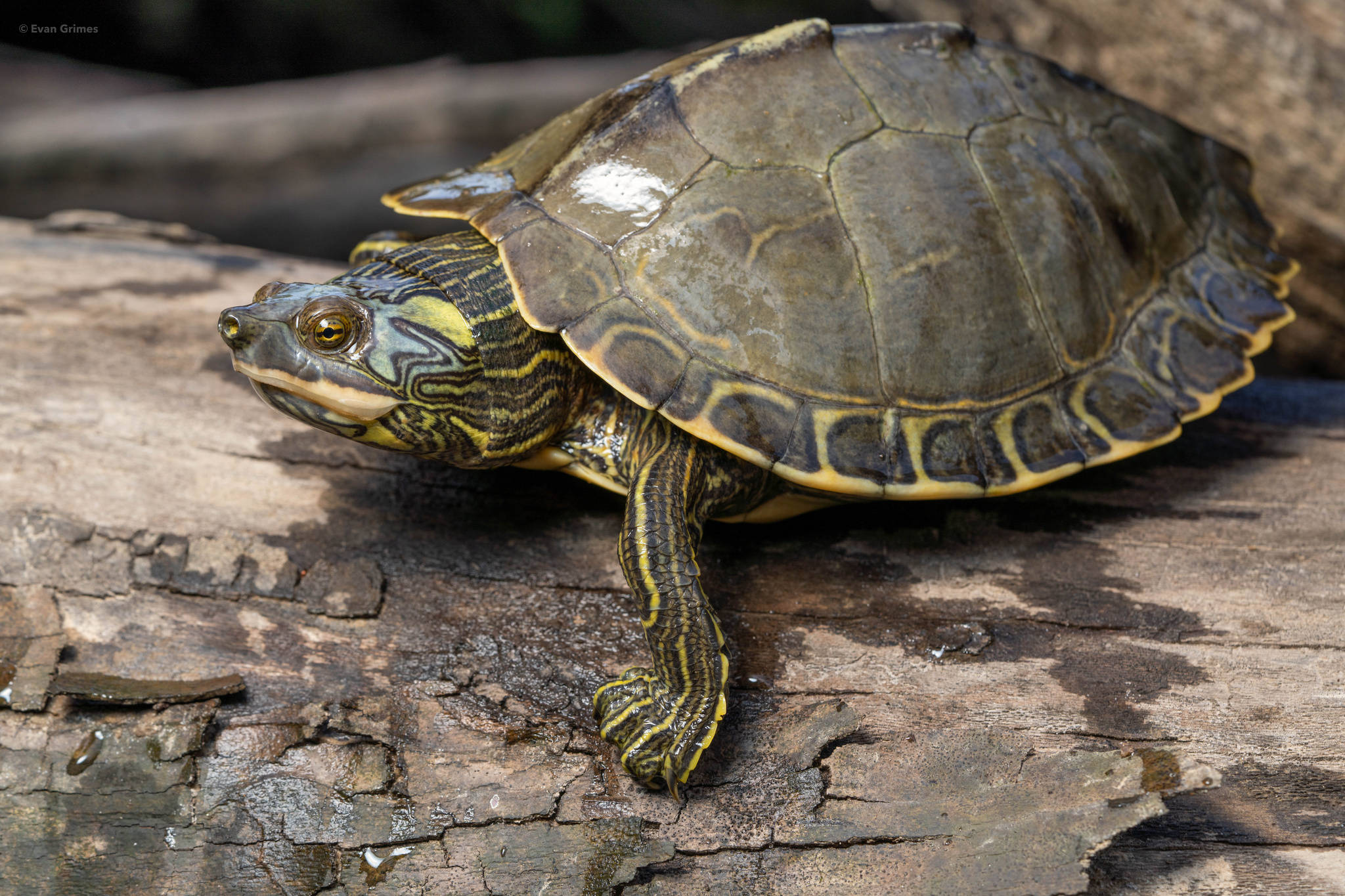 Majestuosa Tortuga Mapache del Río Pearl Tomando el Sol en una Roca Fondos de pantalla