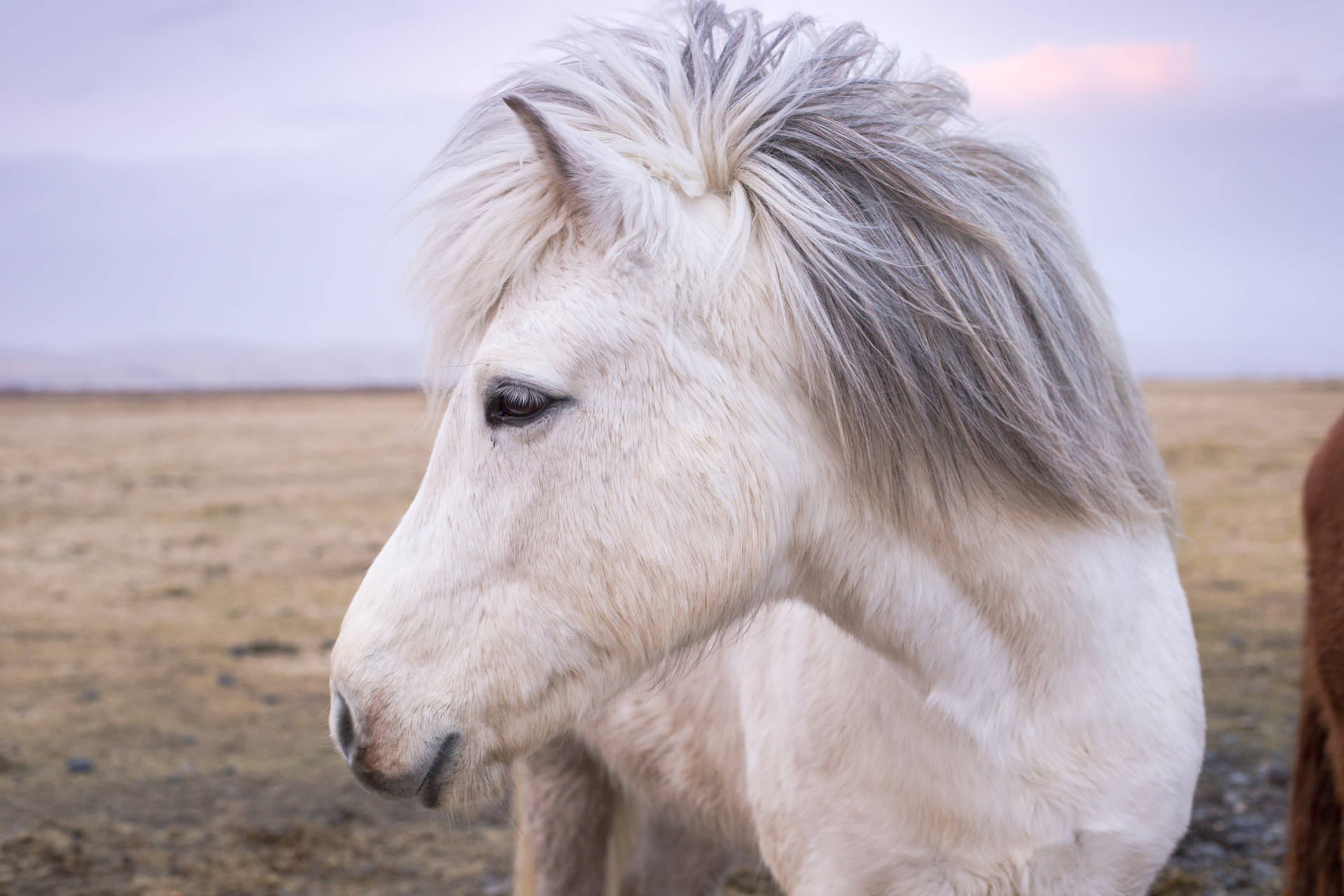 Fondo de pantalla de fotografía en primer plano de un caballo blanco en una pradera