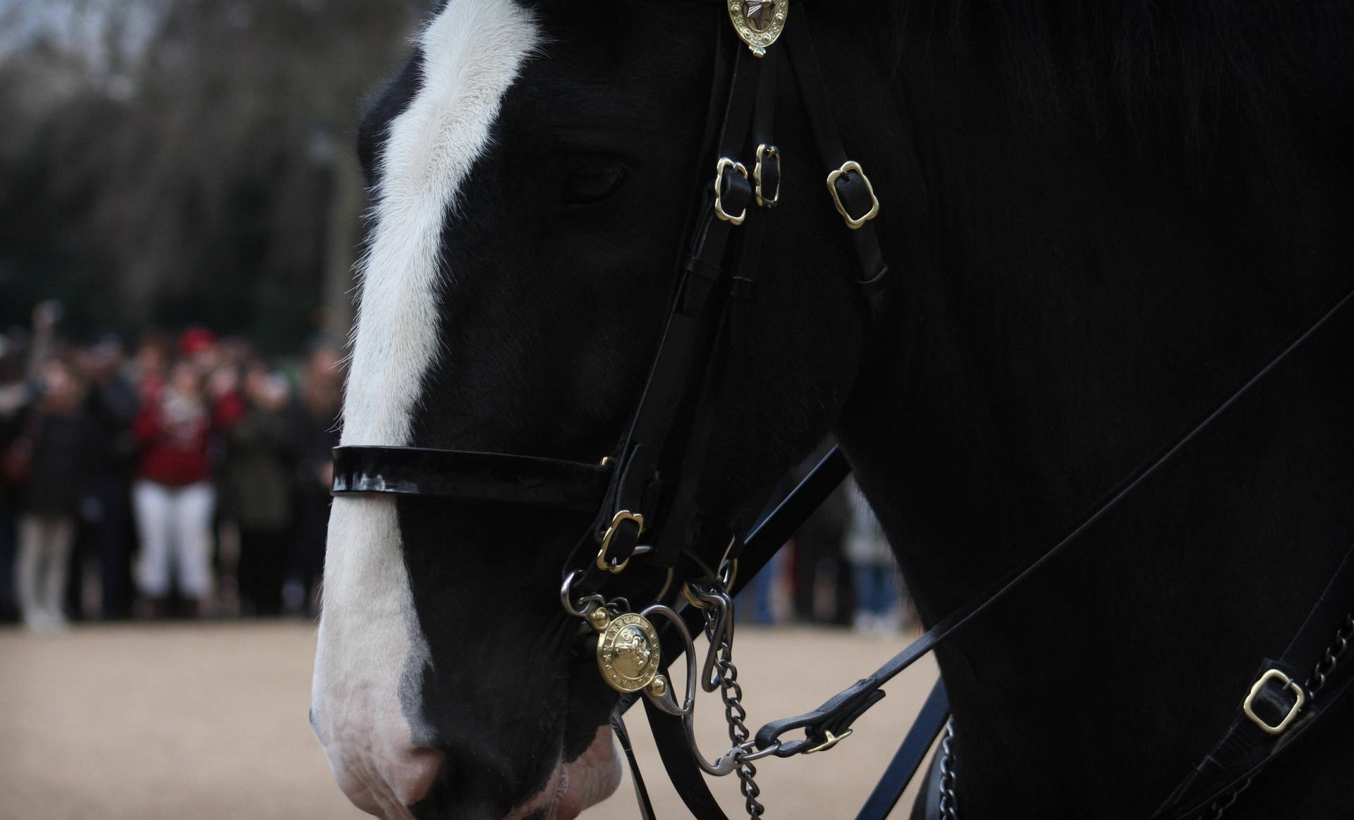 Fondo de pantalla de un caballo negro con estrella y brida