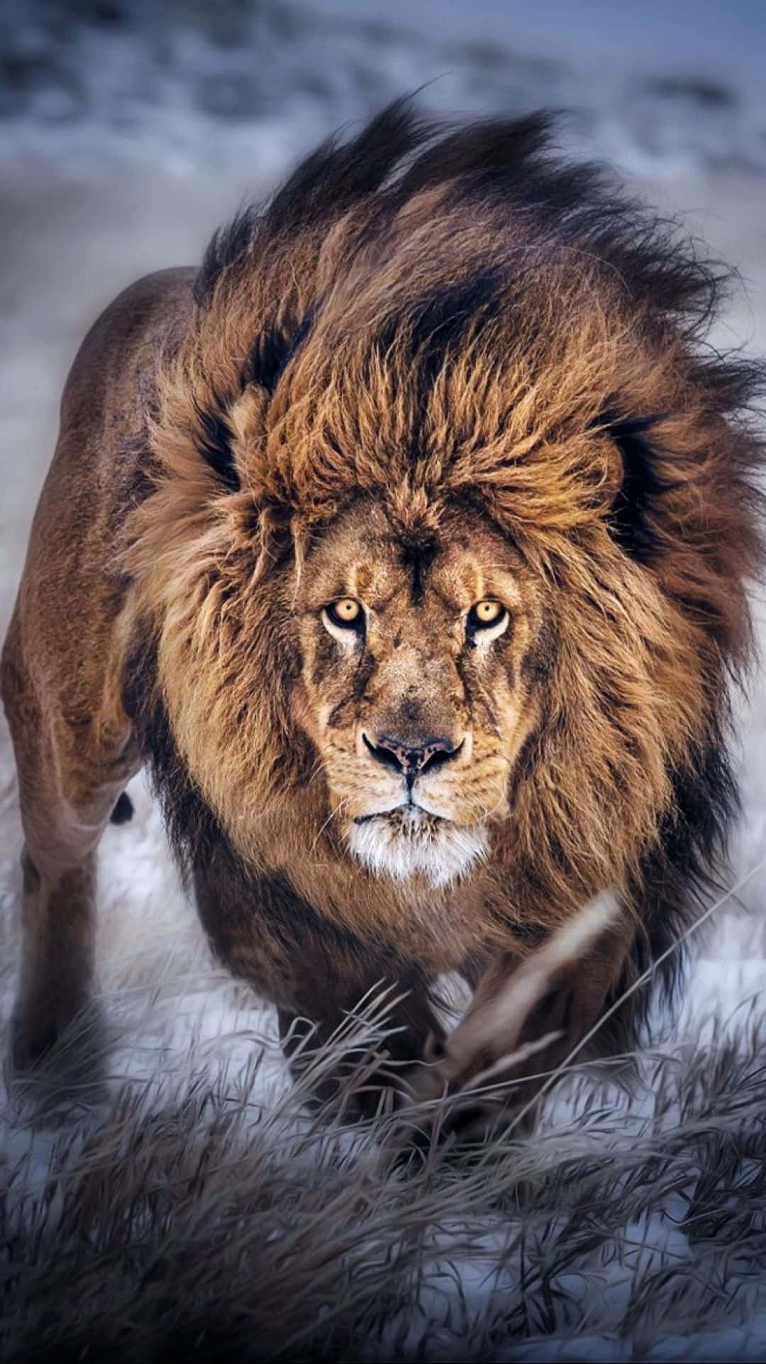 Majestuoso esplendor de un león Fondos de pantalla