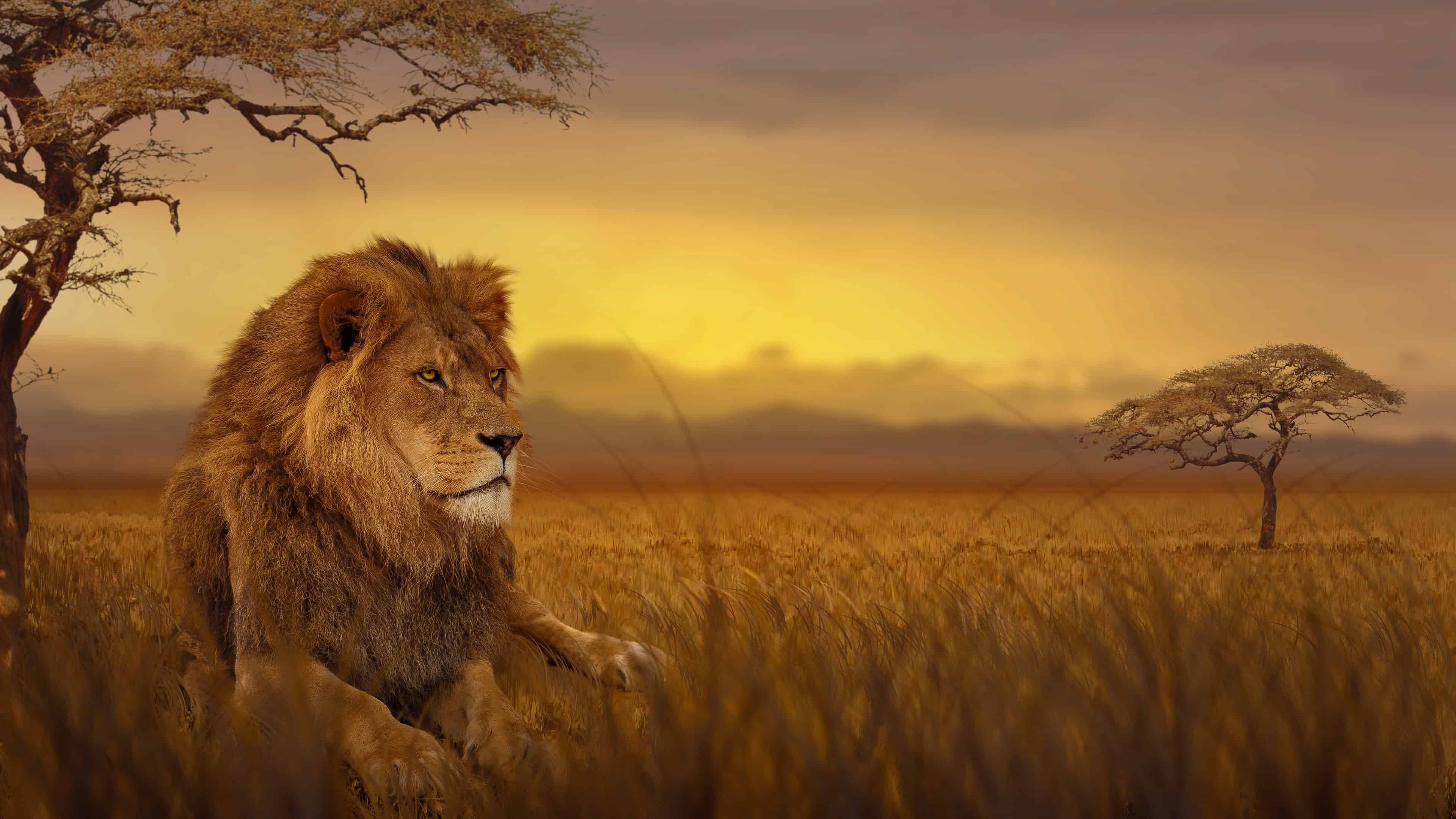 Majestuoso León África 4K Fondos de pantalla