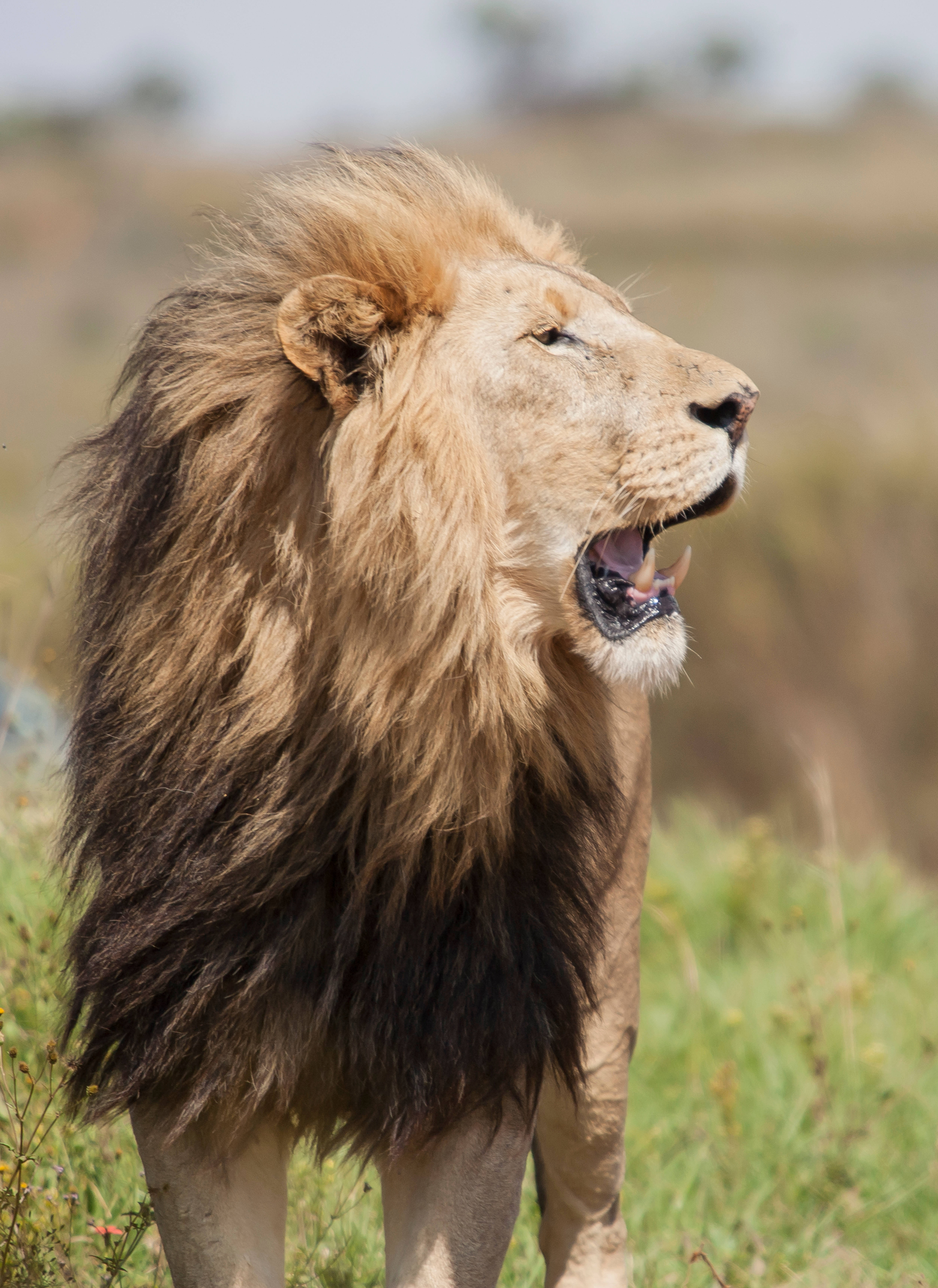 Majestuoso León Africano al Atardecer Fondos de pantalla