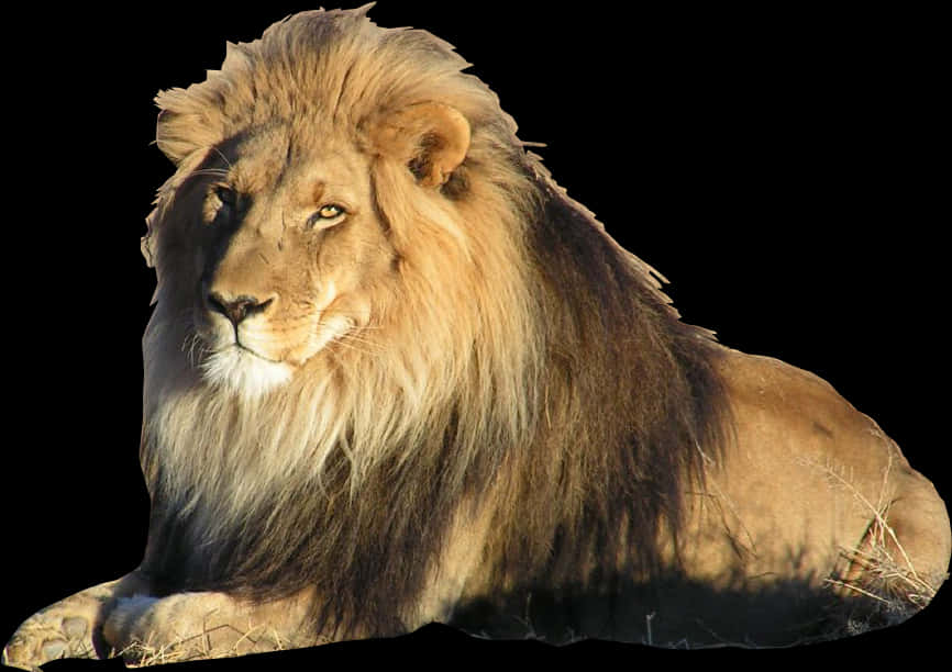 Majestuoso León Descansando bajo la Luz del Sol Fondos de pantalla