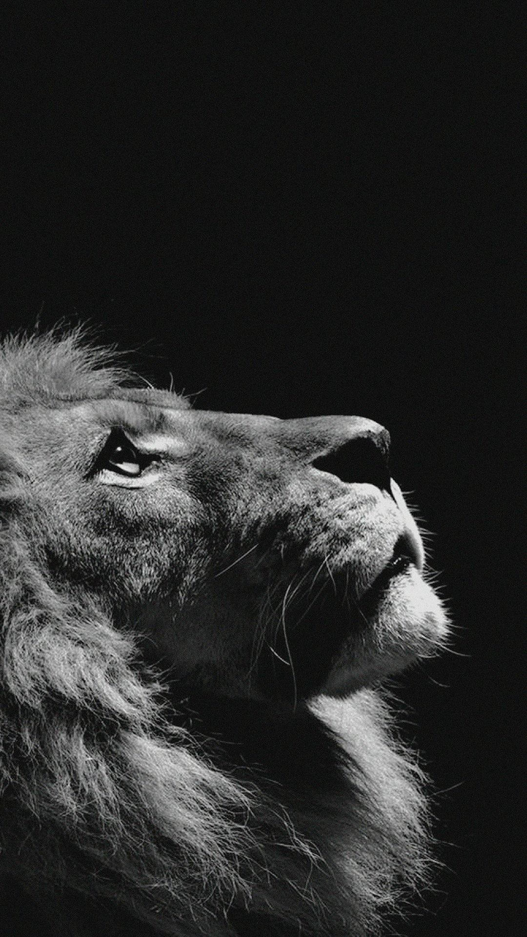 Retrato de león en blanco y negro fondo de pantalla iPhone