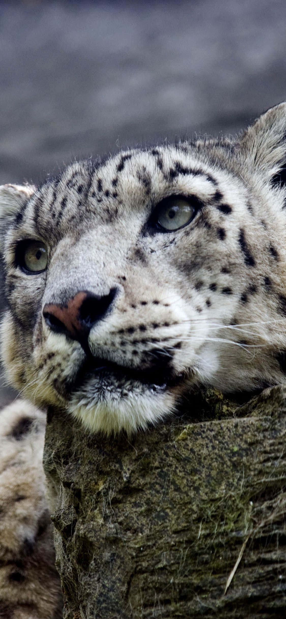 Majestuoso leopardo de las nieves en un frío día de invierno Fondos de pantalla