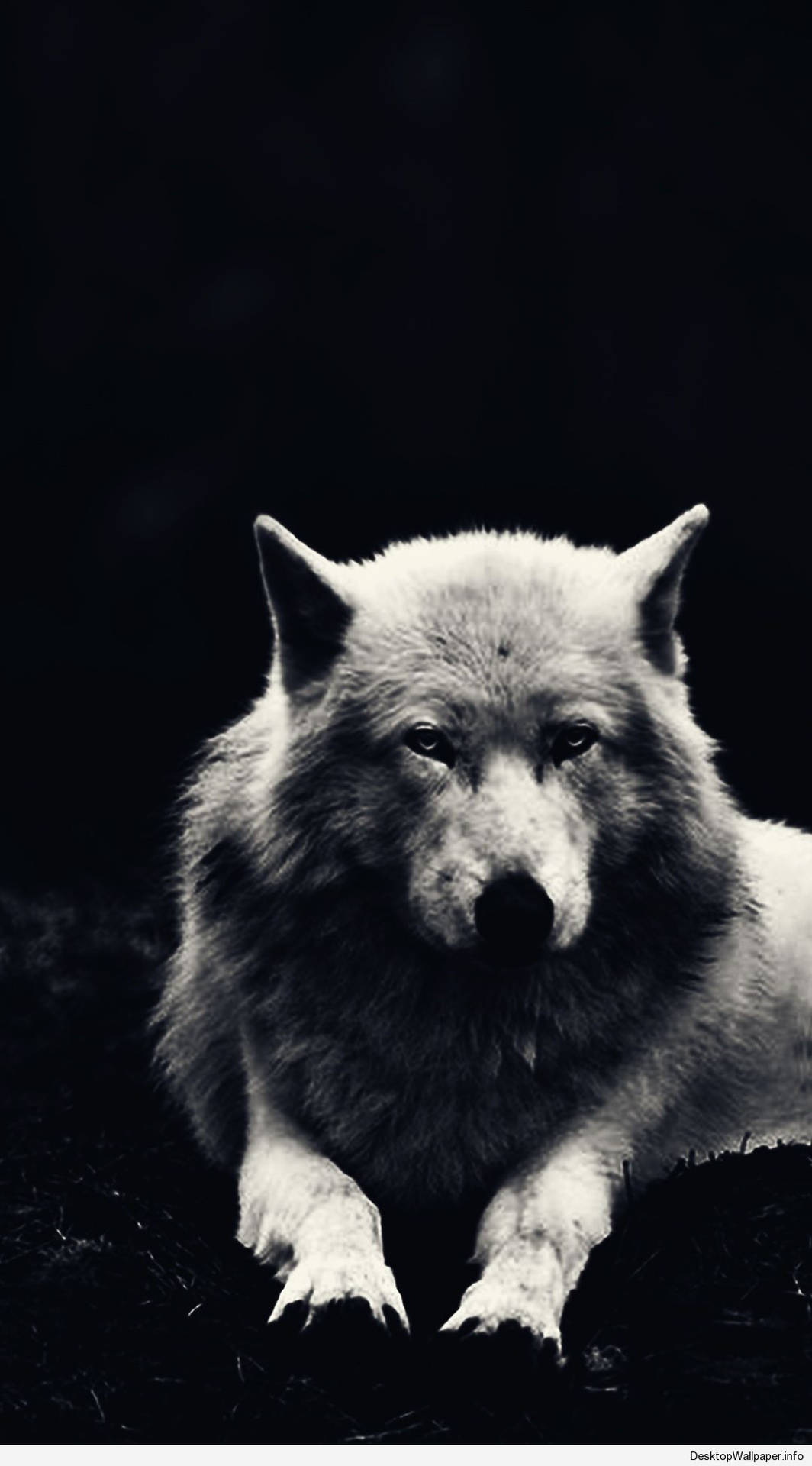 Majestuoso Lobo Blanco Fondos de pantalla